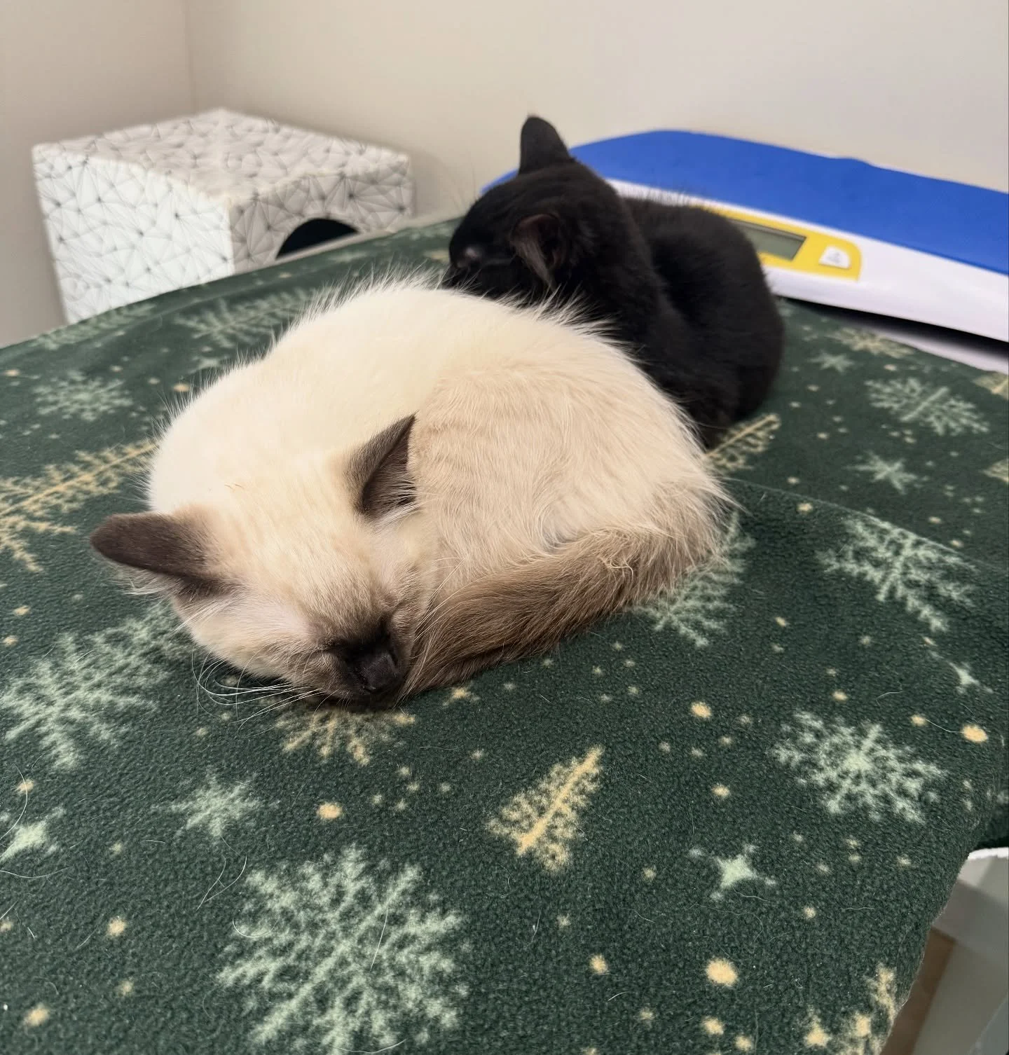 Hank and Bruno taking a little cat nap during their first kitten visit! 😴🐈&zwj;⬛🐈 #dogsofinstagram #catsofinstagram #puppiesofinstagram #kittensofinstagram #vetsofinstagram #vettechsofinstagram #vettech #vetmed #vet #pnwvet #fernhillvet #fernhillv