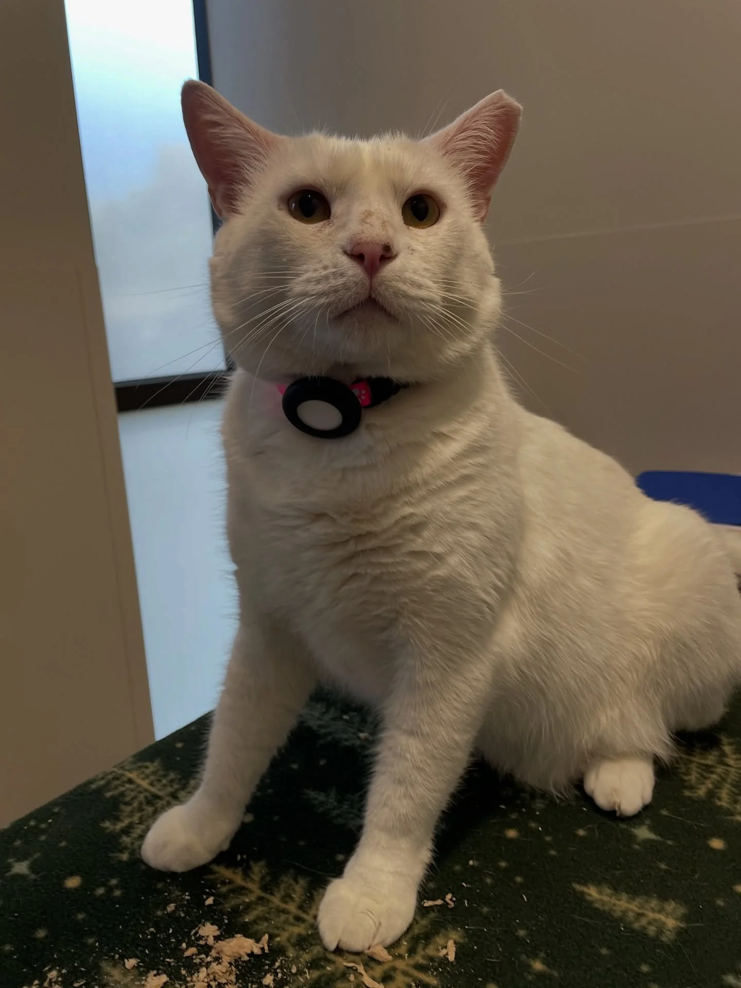 Mochi doesn&rsquo;t let FIV slow him down! FIV is the feline equivalent to humans having HIV. He graced us with his presence and showed us how much loves his freeze dried rabbit treats! 🐰🐱 #fiv #fivpositive #fivcatsofinstagram #dogsofinstagram #cat