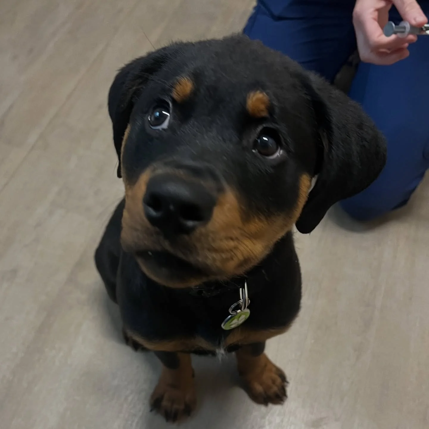 Clover loved her cheese plate! So much so that she didn&rsquo;t even notice that she was getting her vaccines, she didn&rsquo;t even flinch! She is such a brave girl! 🍀 #rottweiler #rottweilerpuppy #rottweilersofinstagram #dogsofinstagram #catsofins