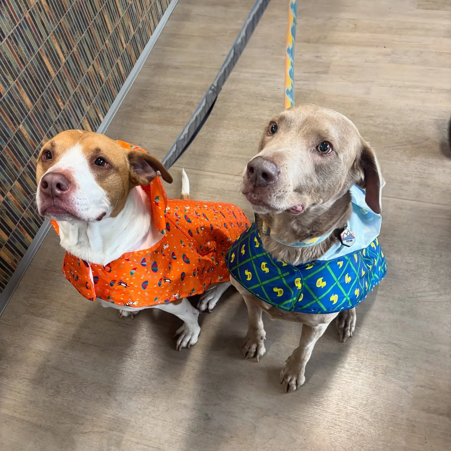 Titan and Thor are ready for this rainy weather! ☔️🌧️ #dograinjacket #raincoat #dogsofinstagram #catsofinstagram #puppiesofinstagram #kittensofinstagram #vetsofinstagram #vettechsofinstagram #vettech #vetmed #vet #pnwvet #fernhillvet #fernhillveteri