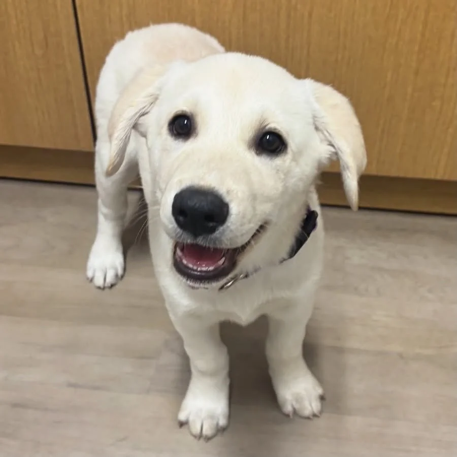 How is cute is sweet Charli? 😍 She was all smiles at her first puppy check-up! 🩺❤️ #dogsofinstagram #catsofinstagram #puppiesofinstagram #kittensofinstagram #vetsofinstagram #vettechsofinstagram #vettech #vetmed #vet #pnwvet #fernhillvet #fernhillv