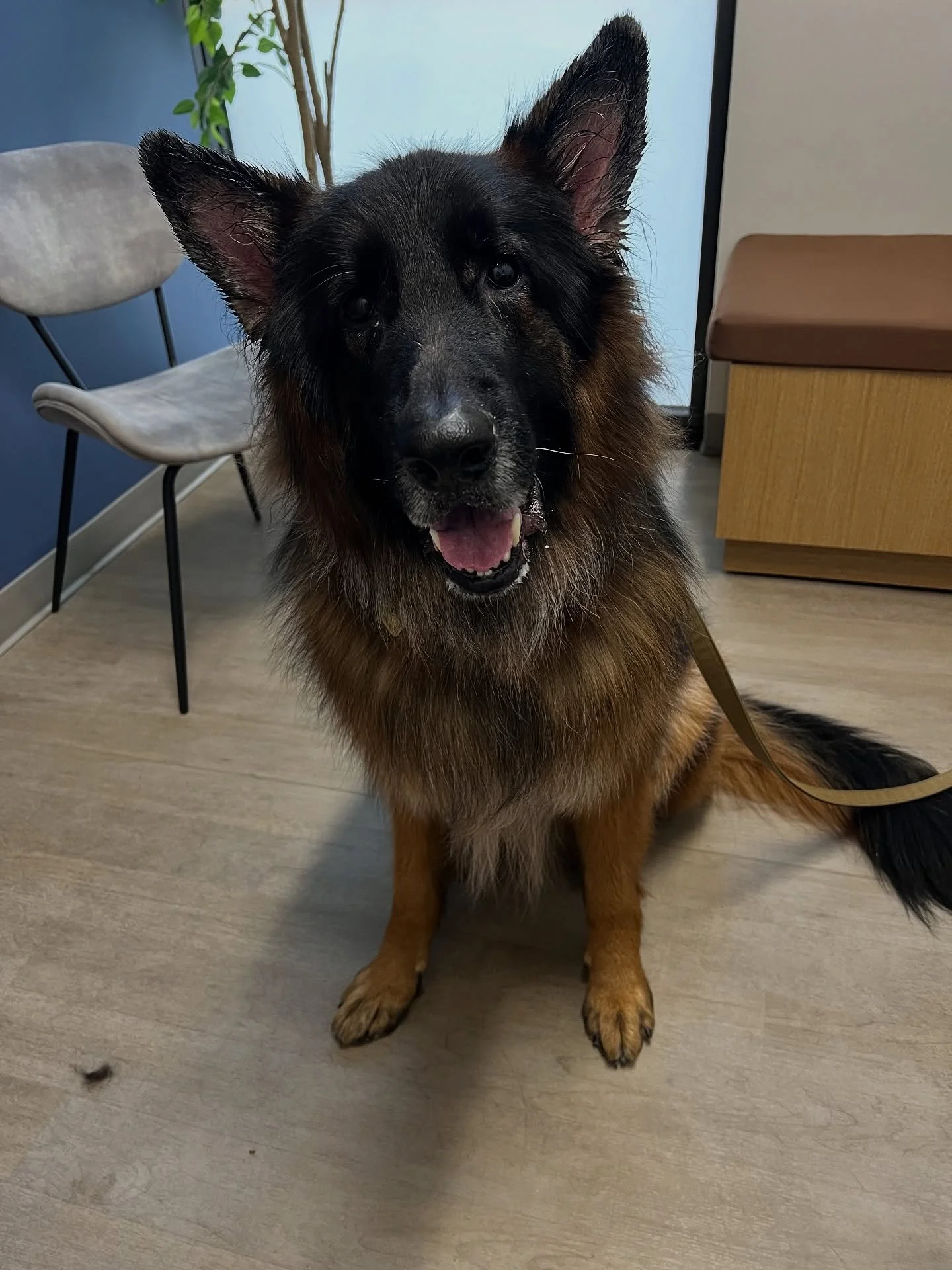 &ldquo;Hi, my name is Haru! Nice to meet you!&rdquo; 🤝 #dogsofinstagram #catsofinstagram #puppiesofinstagram #kittensofinstagram #vetsofinstagram #vettechsofinstagram #vettech #vetmed #vet #pnwvet #fernhillvet #fernhillveterinarycare