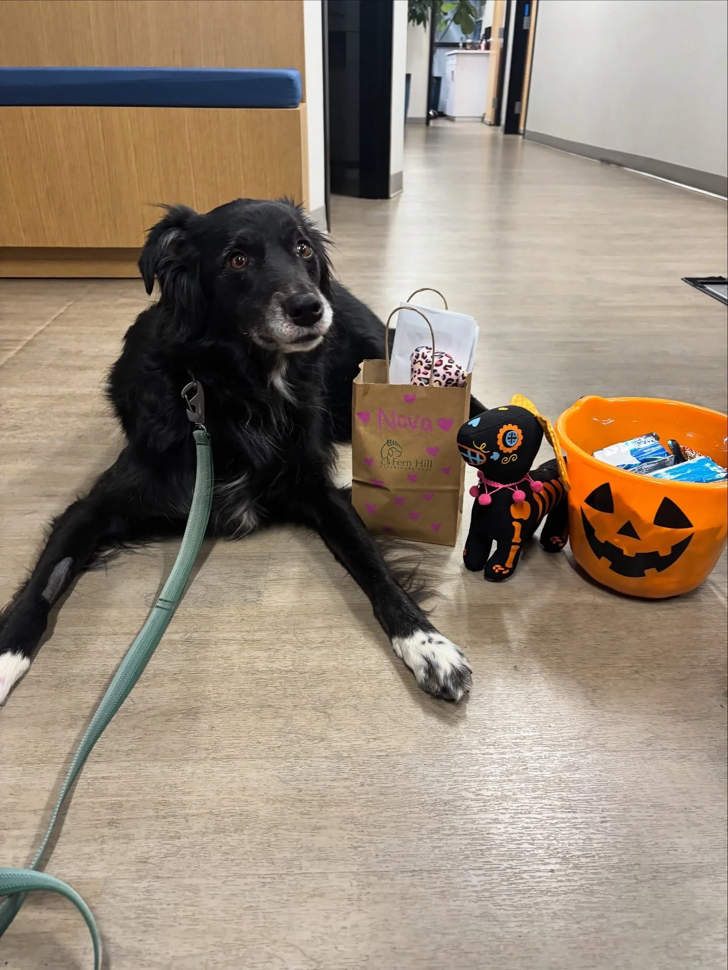 Sweet Nova had her first dental cleaning last week! Nova experiences high amounts of fear and stress when it comes to veterinary care. Thanks to the help from her mom (vet assistant Camryn), we were able to find the best pre-visit sedative dose and w