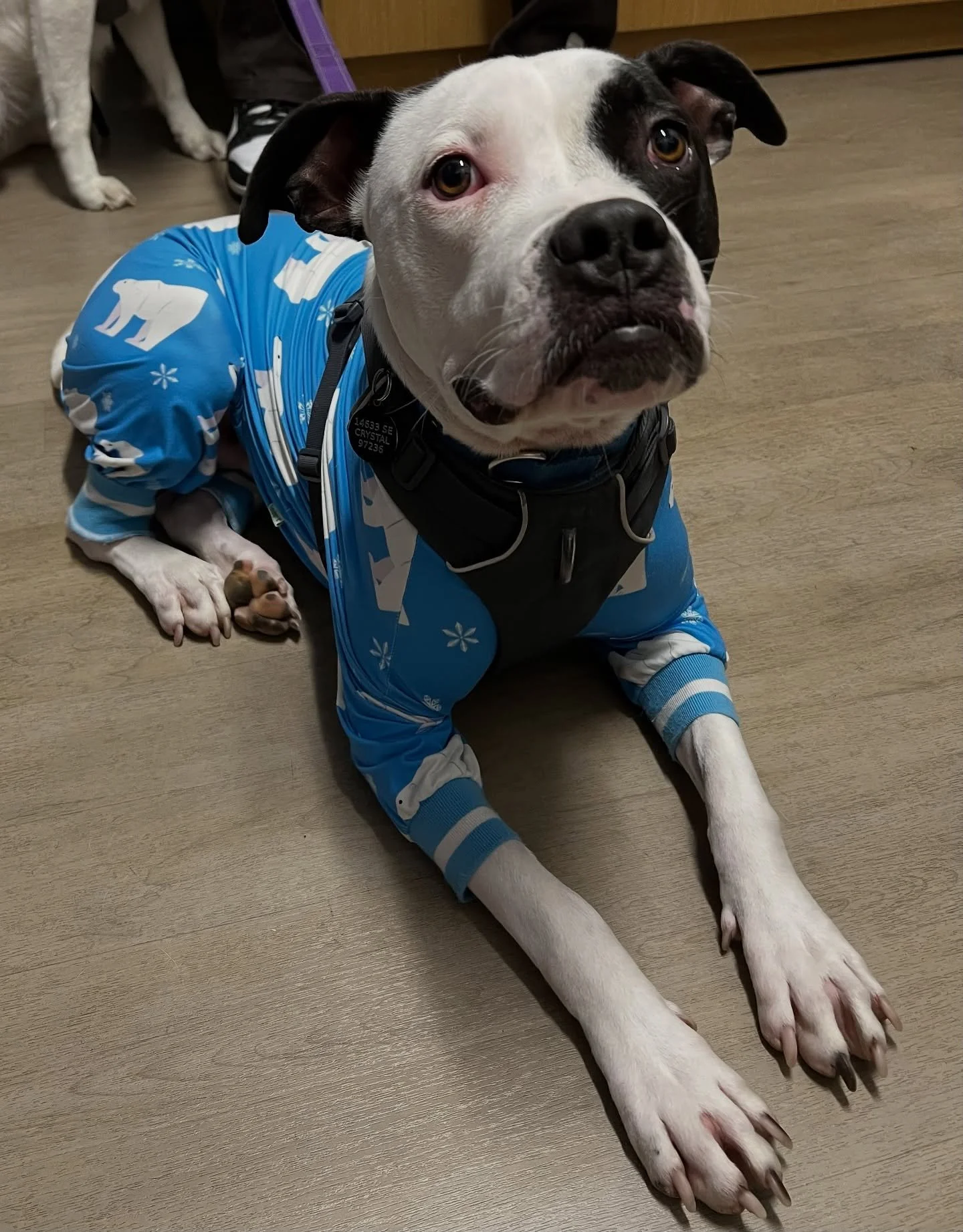 Sweet Arnie showing off his cute polar bear jammies! 😍 #dogsofinstagram #catsofinstagram #puppiesofinstagram #kittensofinstagram #vetsofinstagram #vettechsofinstagram #vettech #vetmed #vet #pnwvet #fernhillvet #fernhillveterinarycare