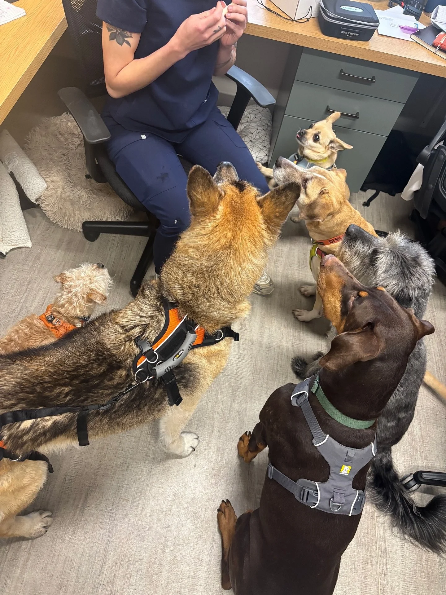 We take the cheese tax very seriously here! The doctor&amp;rsquo;s dogs, our clinic supervisors, get paid per day with a cheese stick! 🧀 #dogsofinstagram #catsofinstagram #puppiesofinstagram #kittensofinstagram #vetsofinstagram #vettechsofinstagram #vet