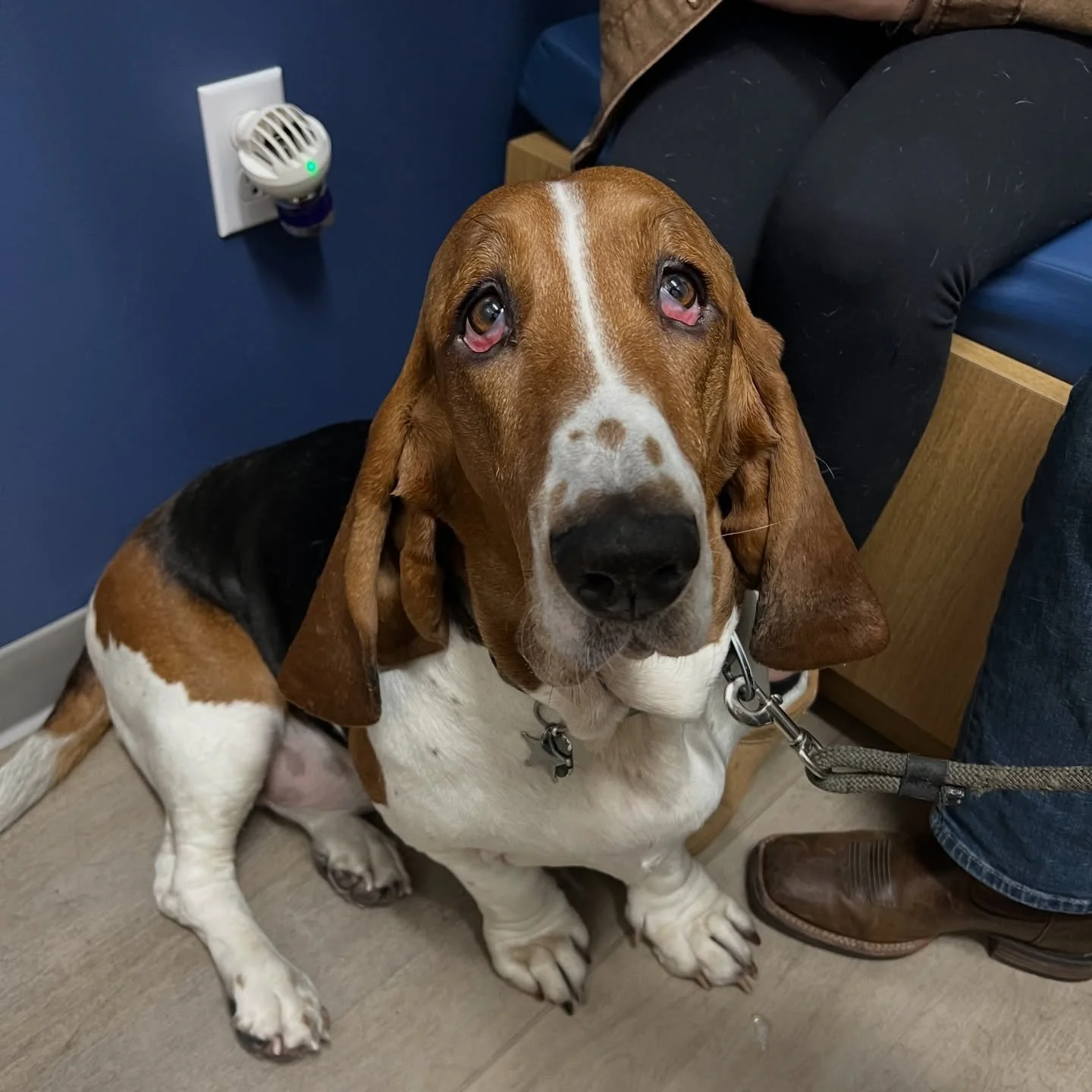 Basset Hounds are known for their droopy eyes, add in a little pre-visit sedative medication and they droop almost as low as their ears! How cute is Woody?? 😍 #bassethound #bassethoundsofinstagram #dogsofinstagram