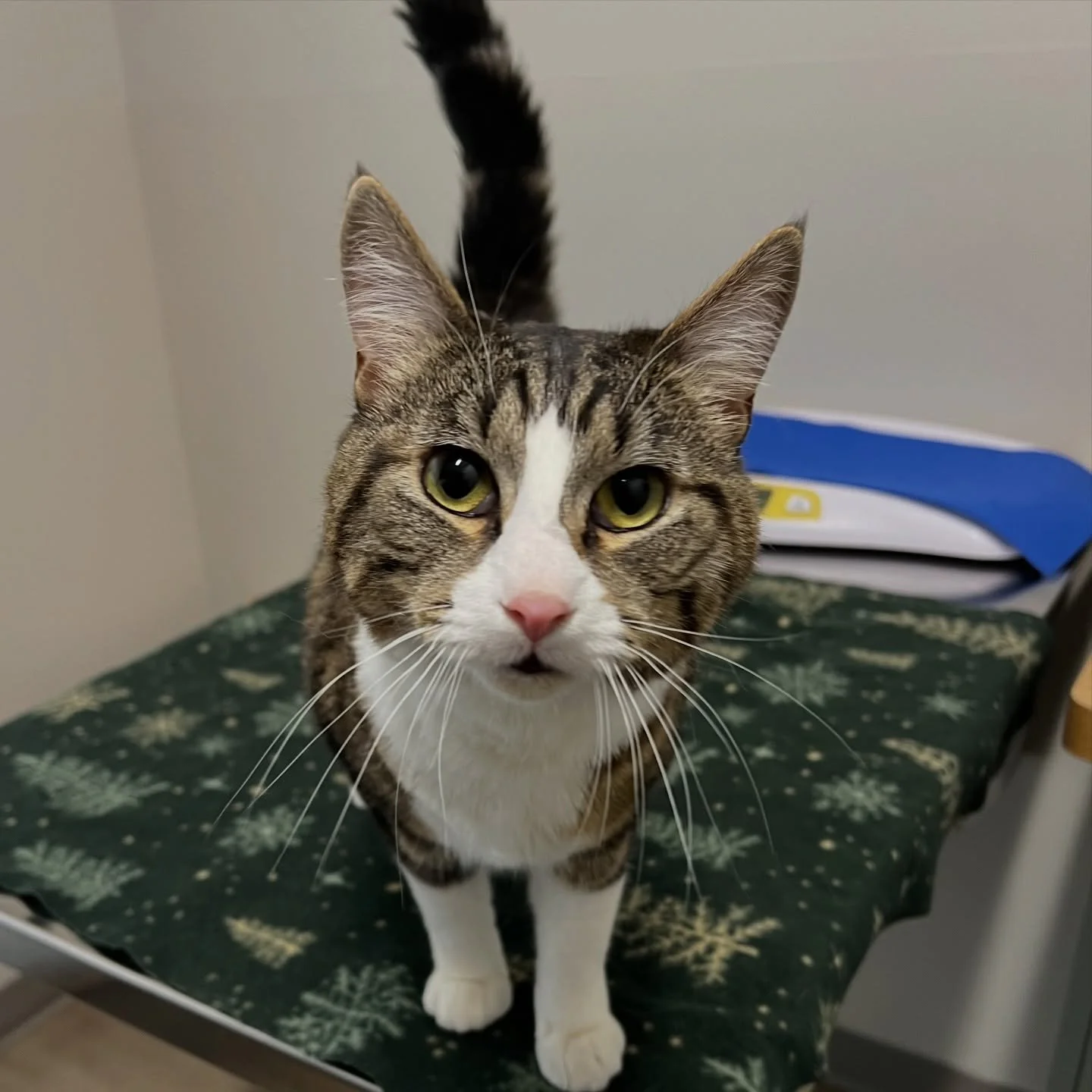 Sully had so much fun at his appointment the other day, he forgot he was sick! I think the treats and belly rubs helped him feel better! ❤️&amp;zwj;🩹 #catsofinstagram #kittensofinstagram #vetsofinstagram