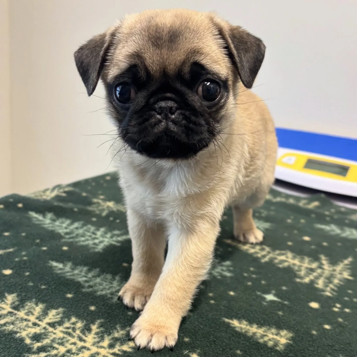 We&amp;rsquo;re not sure who had more fun at this visit, us or Oliver! It is always a great day seeing a baby Pug! 😍 #pugpuppy #pugofinstagram #pugpuppiesofinstagram