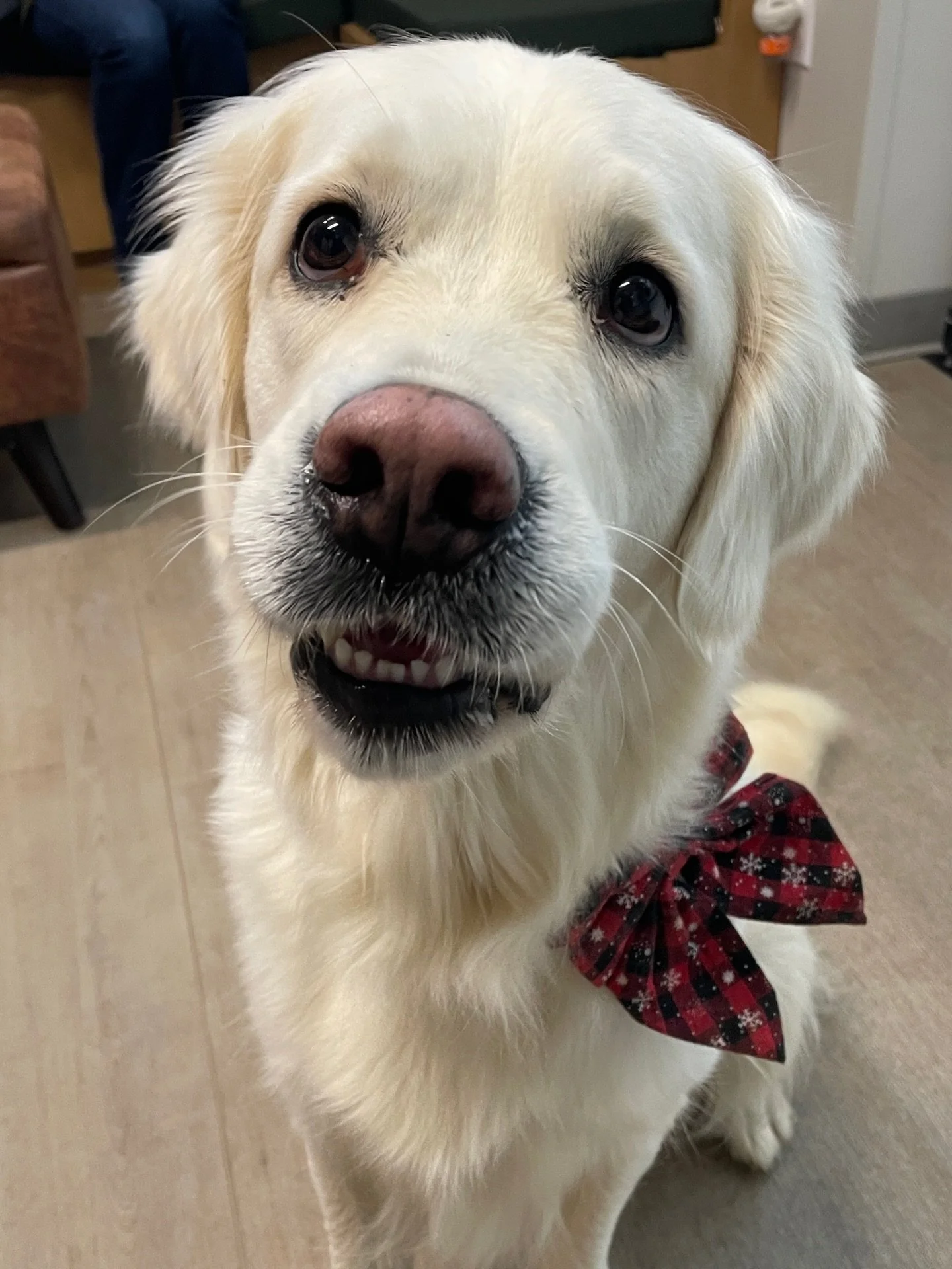 Henley showing off her Christmas bow! 🎀🎄 #goldenretriever #goldenretrieversofinstagram #fernhillveterinarycare