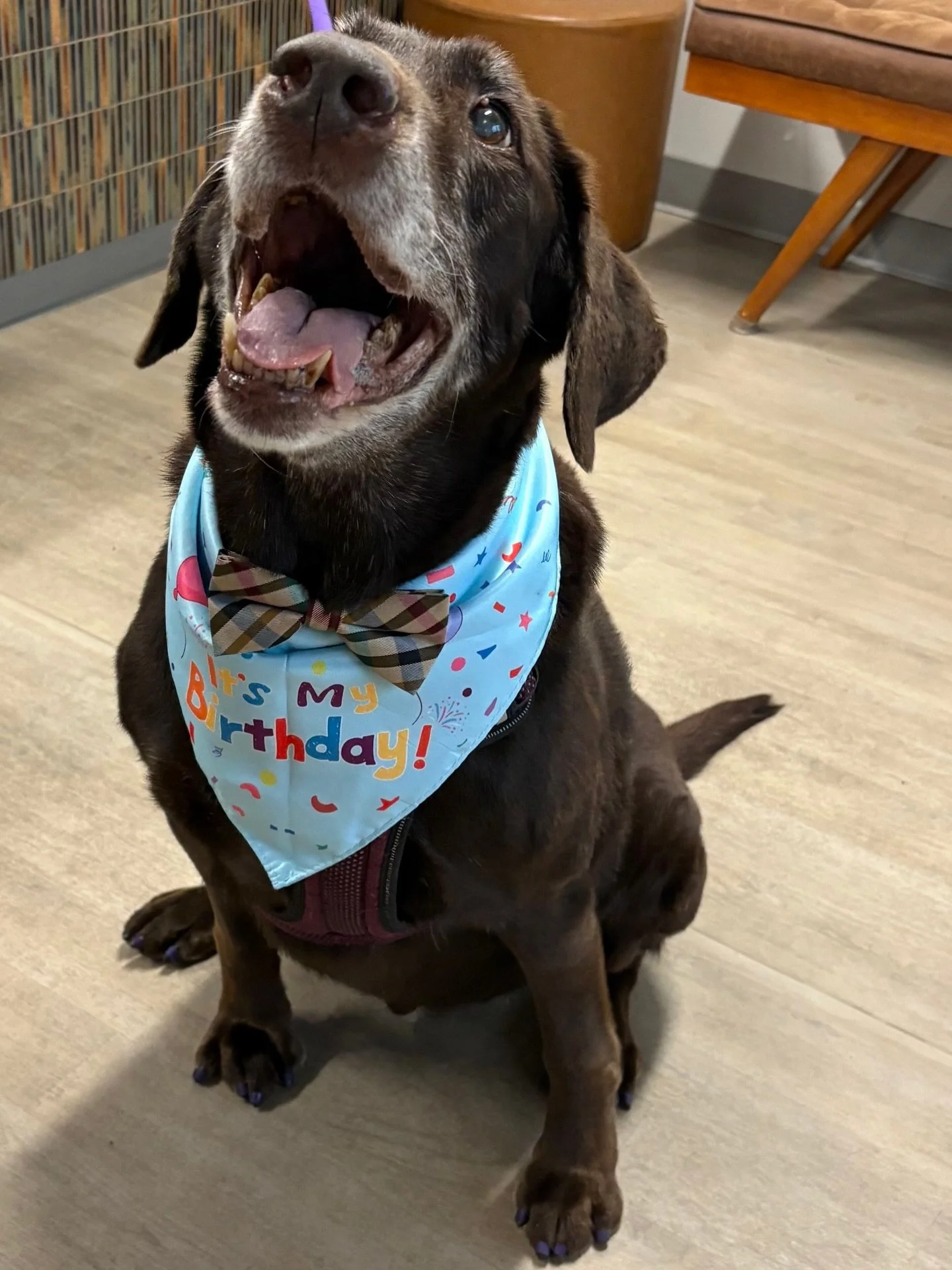 Happy 13th Birthday, Brick! We love you happy boy!!! 🥰  #labsofinsta #labradorretriever #fernhillveterinarycare