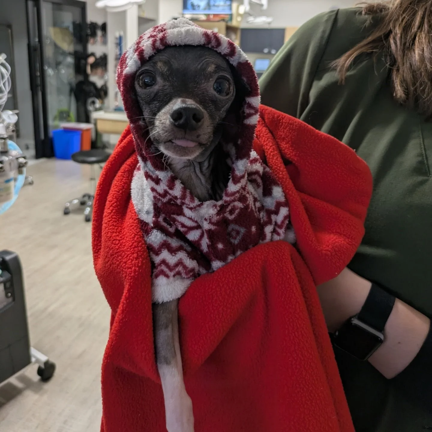 How cute is Kirby is his little sweater? 😍 #dogsofinstagram #vetsofinstagram #fernhillveterinarycare