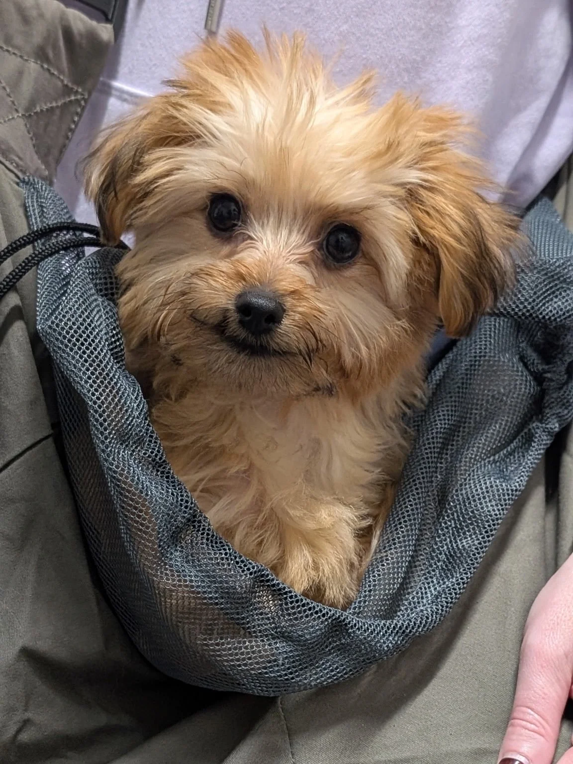 Pippin is adorable both right side up and upside down! 🙃 #puppiesofinstagram #dogsofinstagram #fernhillveterinarycare