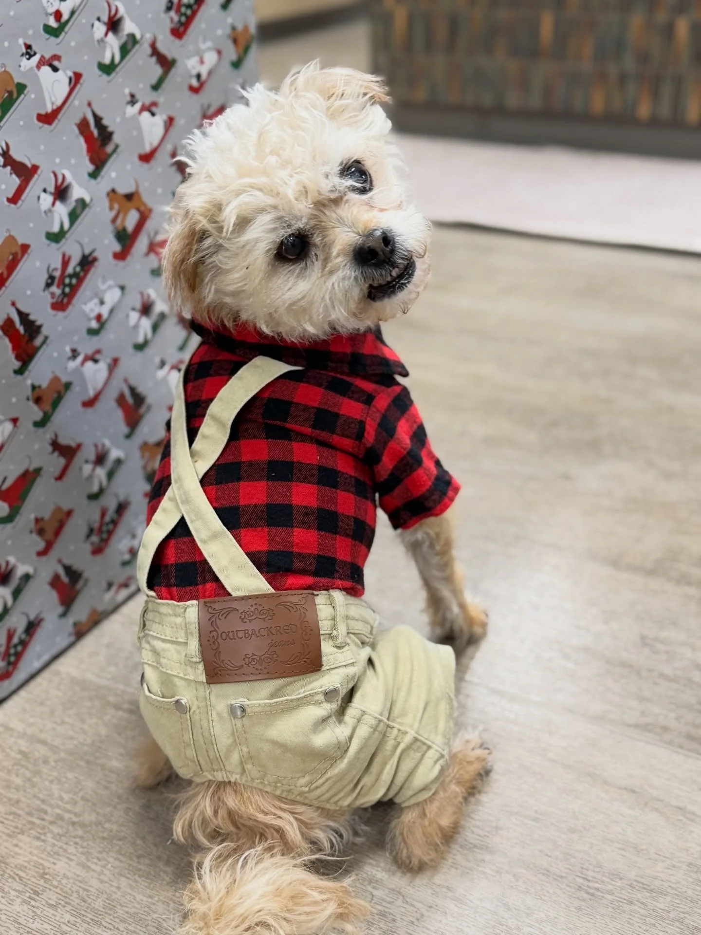 Pip wants to remind everyone we are accepting pet supply donations through the beginning of January! Donations will be going to @paw_teampdx and @dogsofcoffeecreek #donationdrive #petsupplydrive #fernhillveterinarycare