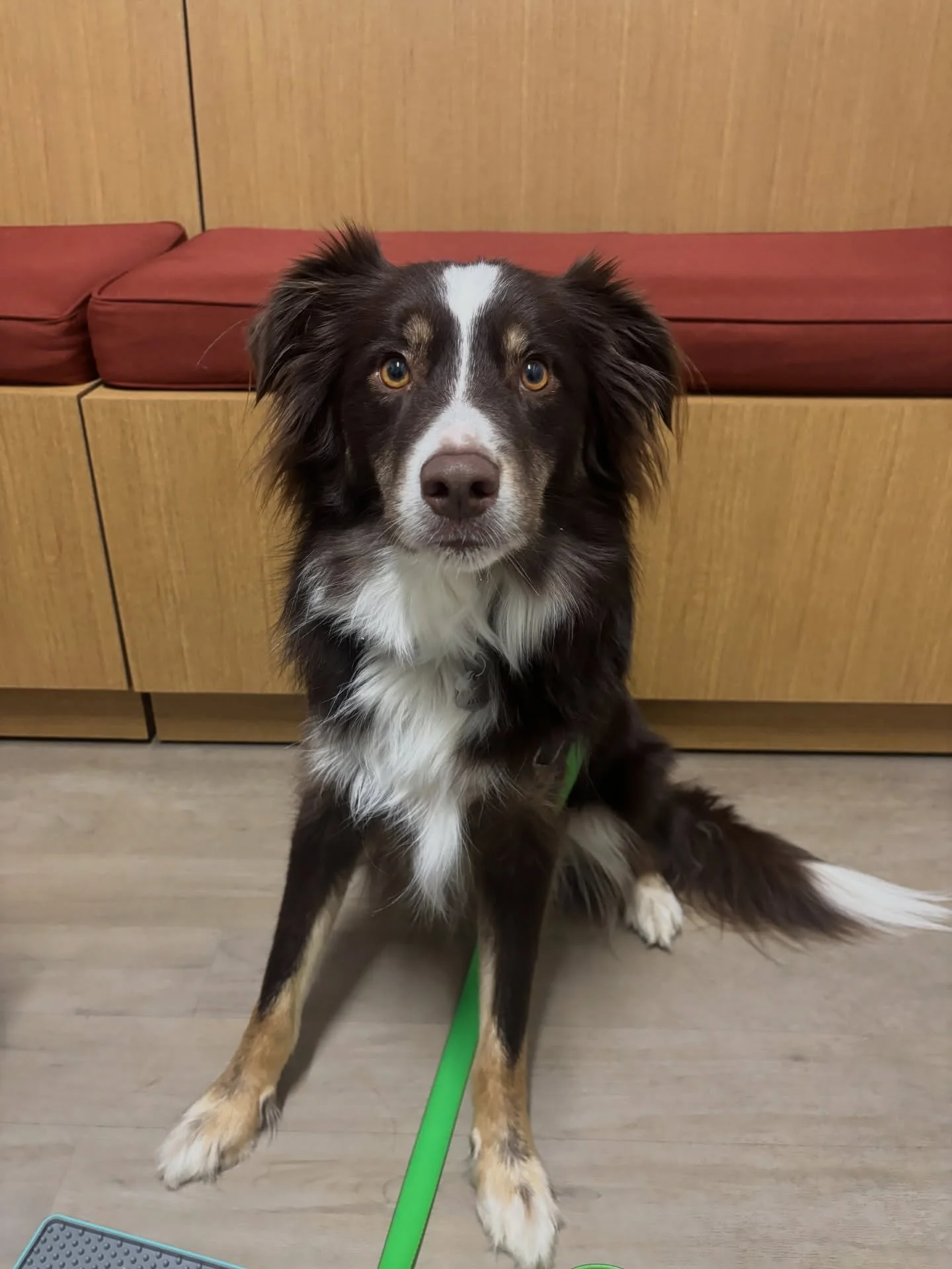 Bodhi smiling for his photo! 😁 #dogsofinstagram #americanshepherd #fernhillveterinarycare