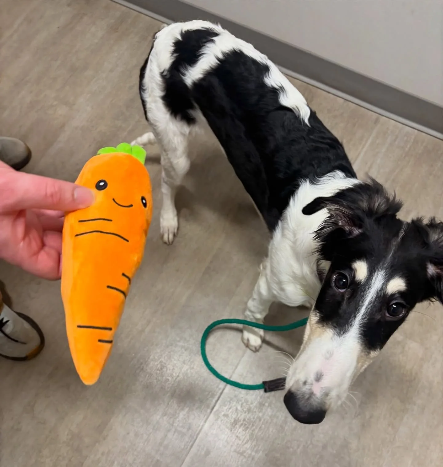 If you eat your carrots, your nose will grow as long as Lexicon&rsquo;s! Anyone know the breed of this sweet baby? #puppiesofinstagram #dogsofinstagram #fernhillveterinarycare
