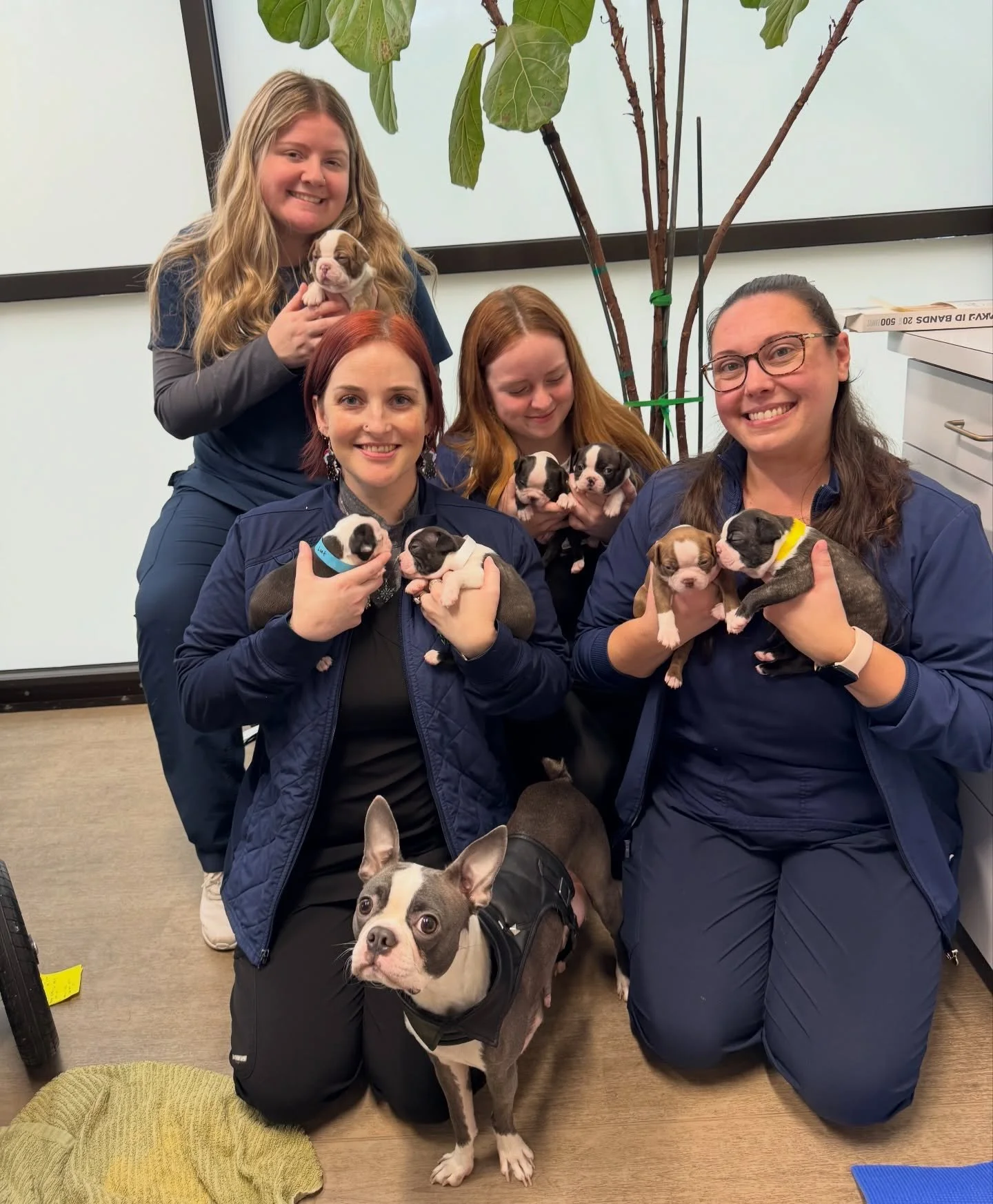 A proud mama and her babies! Sweet girl Ash showing off her precious little ones 😍❤️ #bostonterrier #bostonterrierpuppies #fernhillveterinarycare