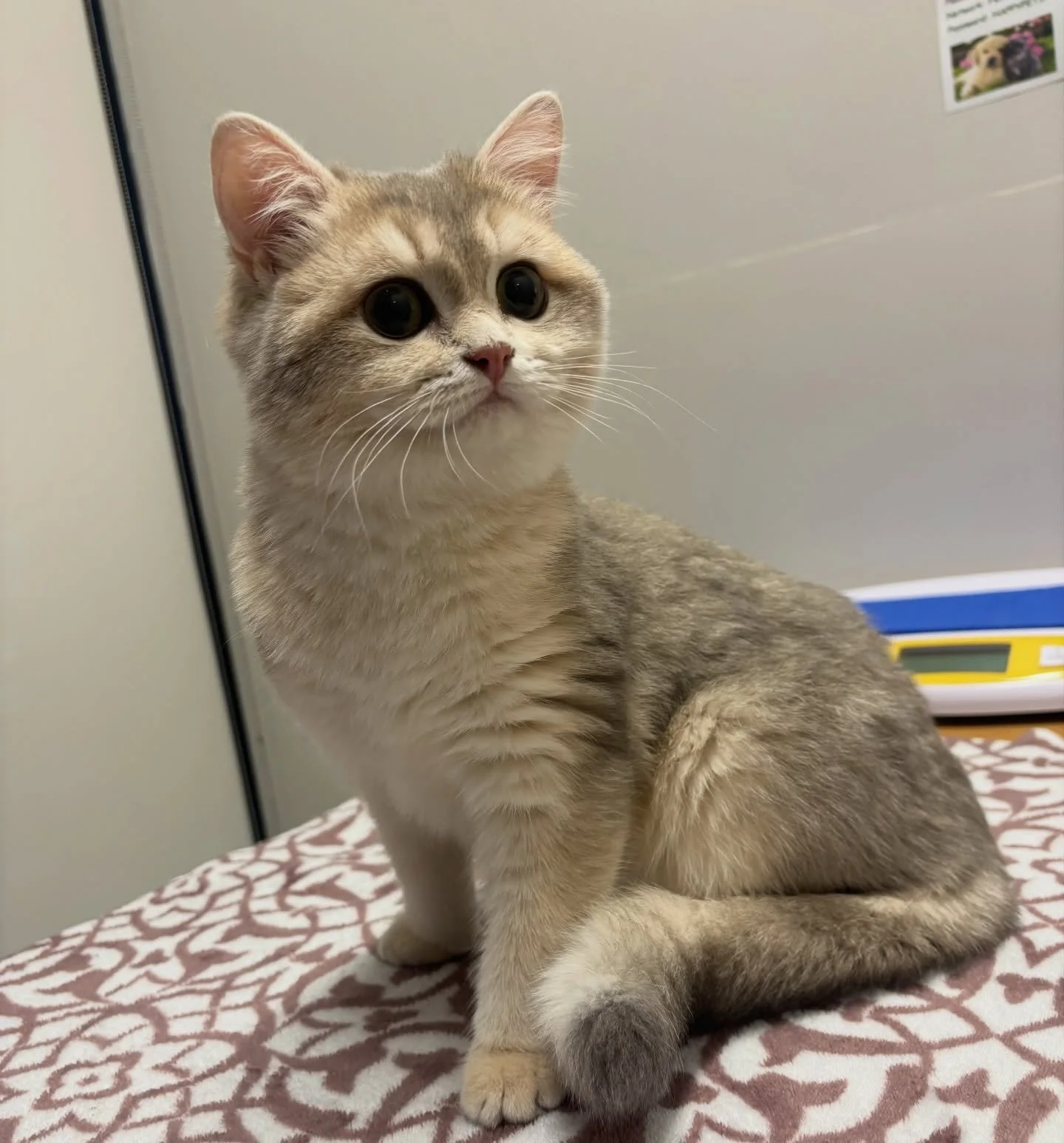 Beautiful British Shorthair kitten 😍 #britishshorthairs #catsofinstagram #fernhillveterinarycare