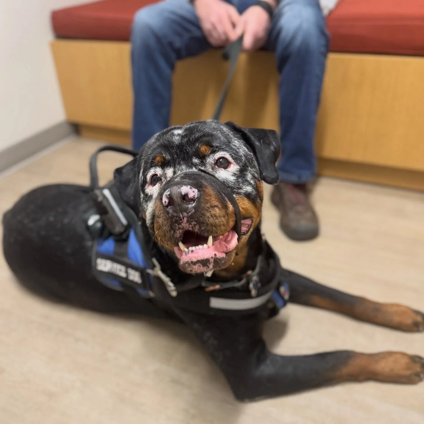 Vitiligo is a skin condition that causes both skin and hair to lose pigmentation. Pictured is our patient Seven, whose family noticed about a year ago that his nose had some pink spots, instead of his usual black coloring. It has now continued on mor