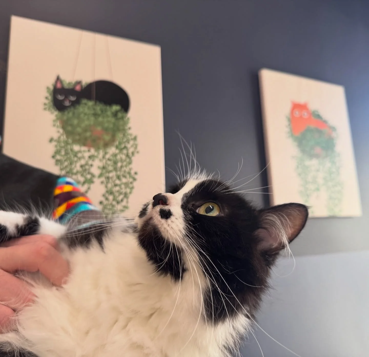Midna enjoying snuggles from dad at her check up the other day. We saw this sweet girl about six months ago after she collapsed at home. She was later diagnosed with Hypertrophic cardiomyopathy (HCM), which is a cardiac disease that thickens the wall