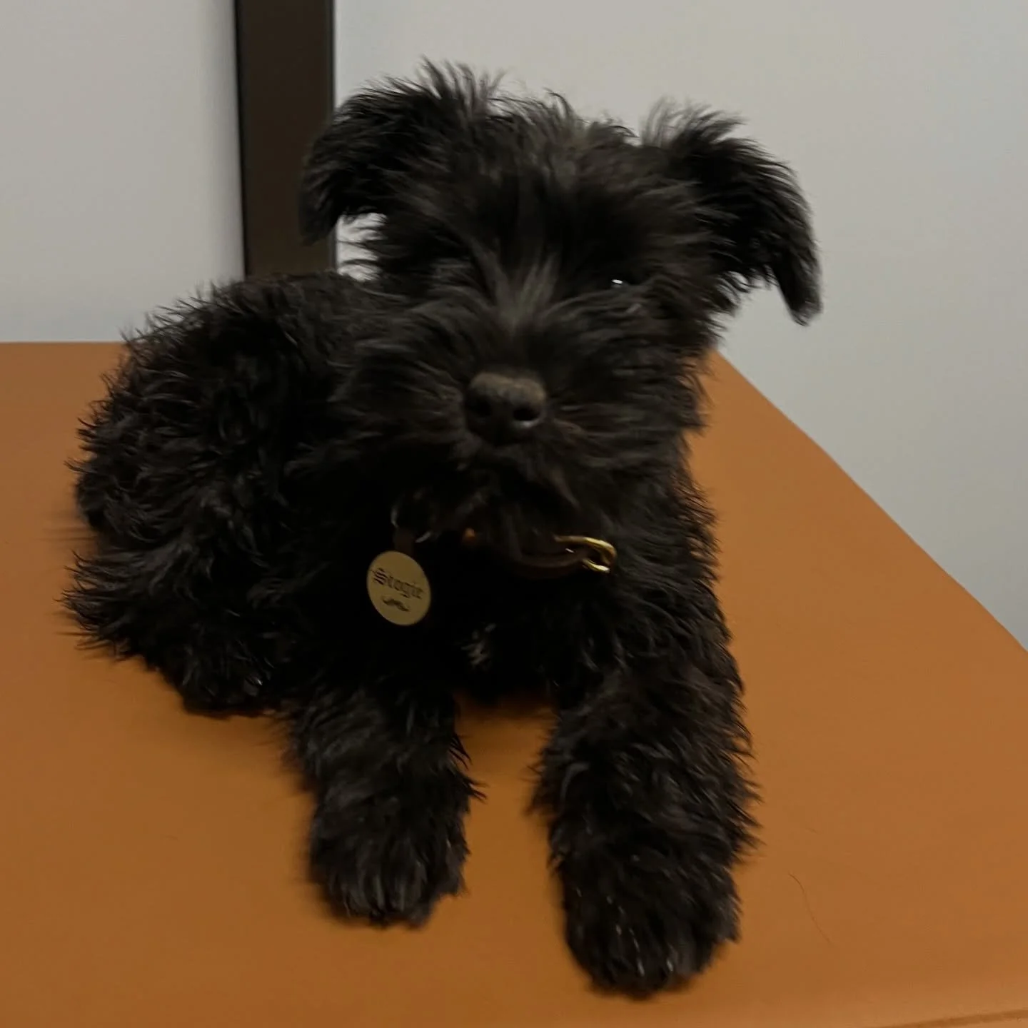 The cutest little Miniature Schnauzer ever! 😍 #miniatureschnauzer #miniatureschnauzerpuppy #fernhillveterinarycare