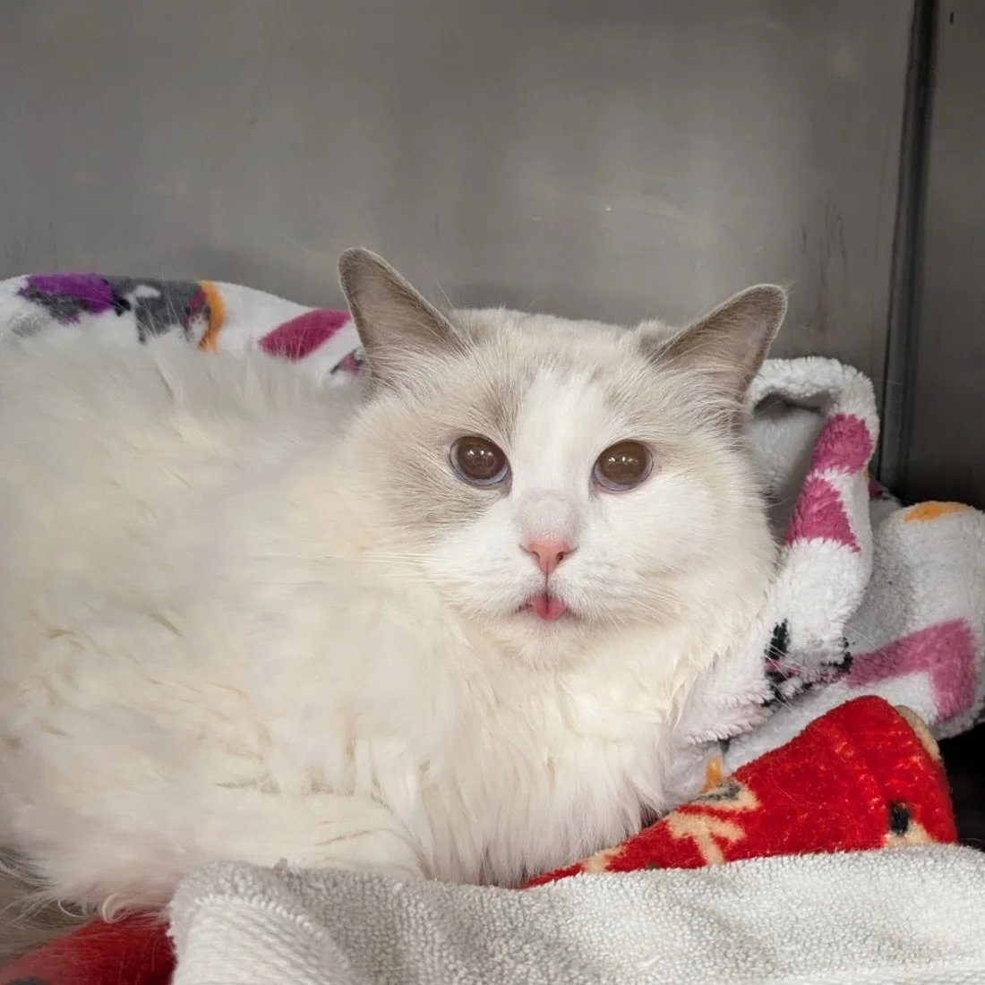Friend sticking her tongue out at us 😝 Yes, her name is Friend, and she is the most perfect girl! ❤️ #ragdoll #ragdollcatsofinstagram #fernhillveterinarycare