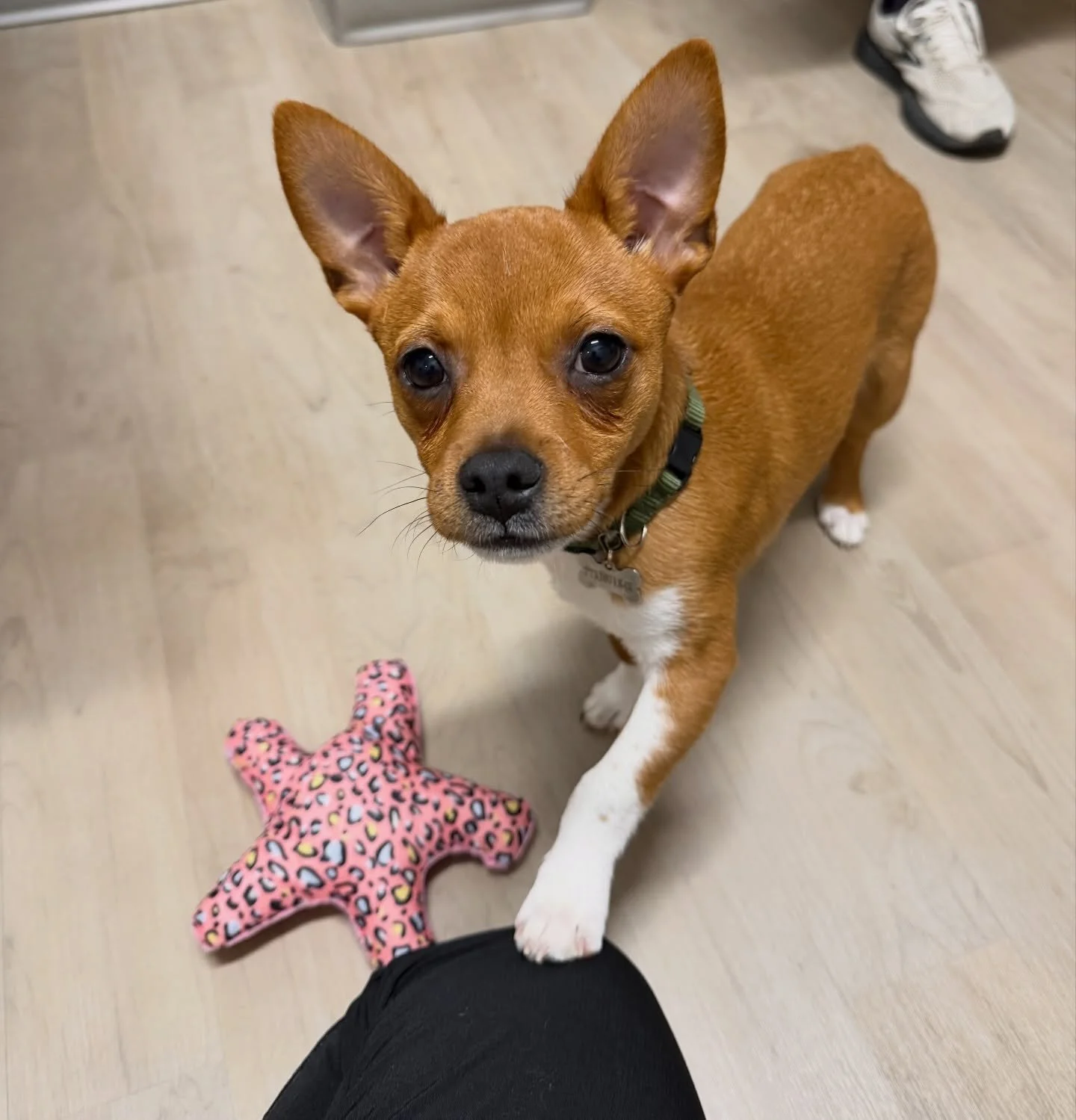 Frankie is the cutest boy! Guess what breeds he is mixed with 🤔 Our guess is 100% good boy ❤️ #puppiesofinstagram #rescuedog #fernhillveterinarycare