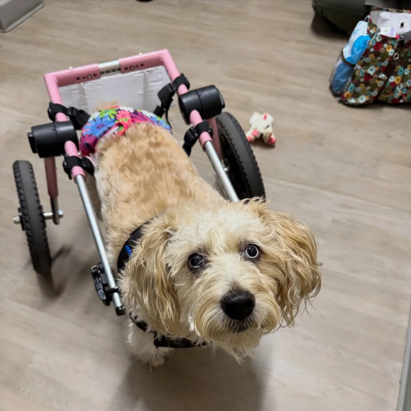 All the pretty girls have wheels 🦽❤️ Sweet Kehlani may not be able to use her hind legs, but that isn&rsquo;t slowing her down! It was such a pleasure meeting this strong and resilient girl yesterday! #dogwheelchair #dogsofinstagram #fernhillveterin