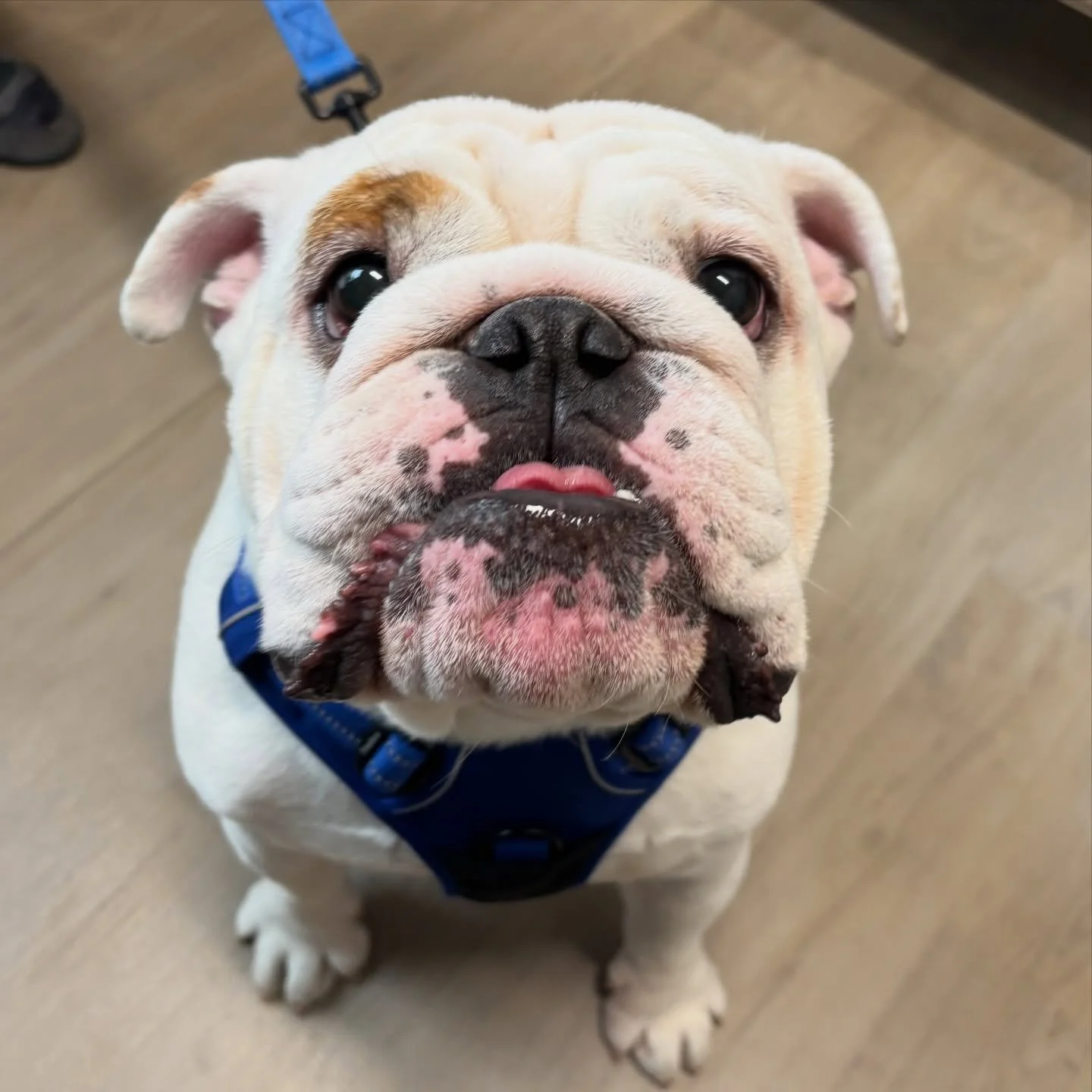 We all fell in love with sweet Mickey. How could you not with that cute face!? 😍 #englishbulldogs #englishbulldog #fernhillveterinarycare