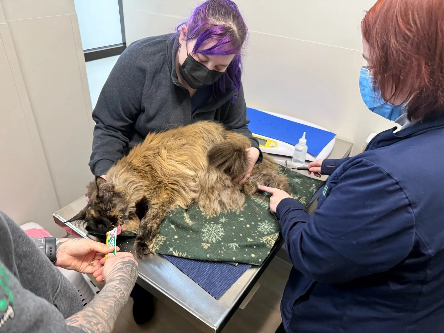 &ldquo;You guys drew my blood? I didn&rsquo;t even notice, I was too focused on eating my Churu!&rdquo; Nala, the most perfect Maine Coon ❤️ #mainecooncat #mainecooninstagram #fernhillveterinarycare