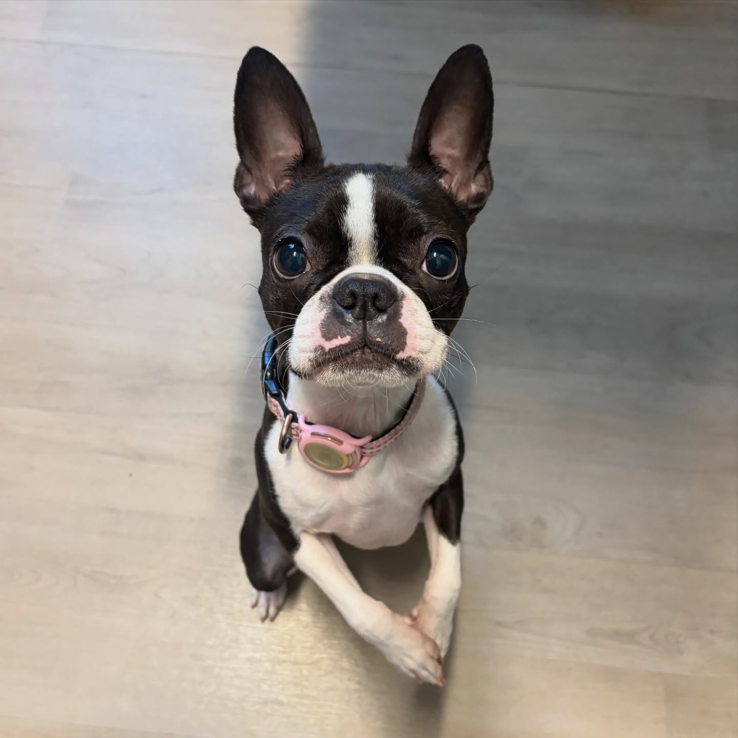 Not sure what Kora was asking for when this photo was taken, but with that sweet face, she can get whatever she wants! 😍 #bostonterrier #bostonterriersofinstagram #fernhillveterinarycare