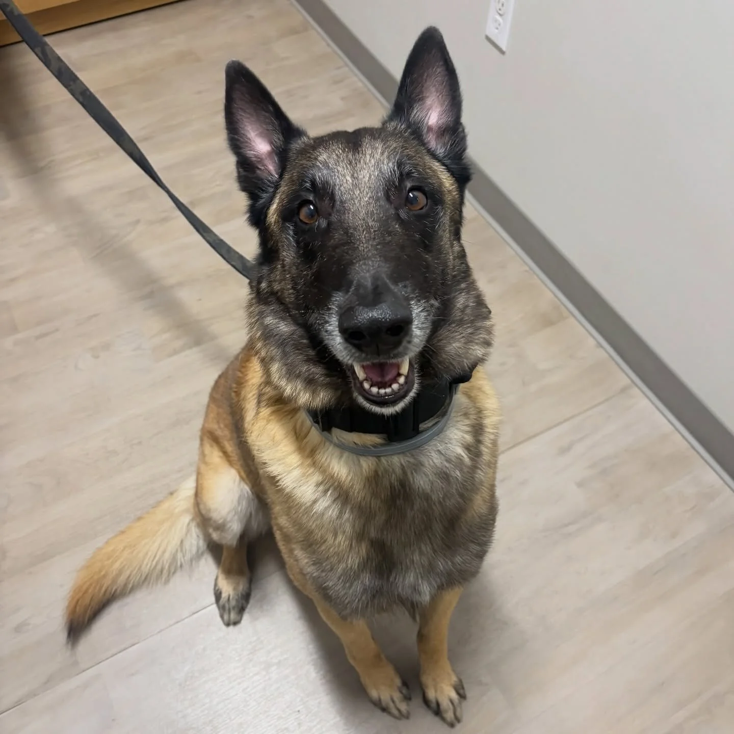 Rony was so proud of himself for being brave at his first visit with us! ❤️ #belgianmalinoisofinstagram #belgianmalinois #fernhillveterinarycare