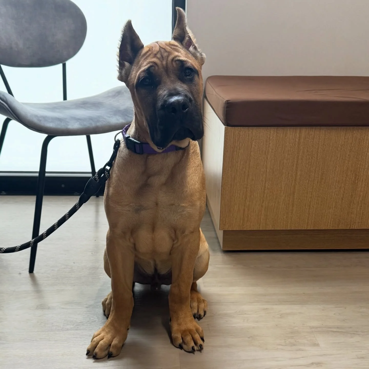 Theo didn&rsquo;t mind showing off how handsome he is 😍  At just four months old he is already 48 pounds! Who knows what breed he is? 🤔 #puppiesofinstagram #dogsofinstagram #fernhillveterinarycare