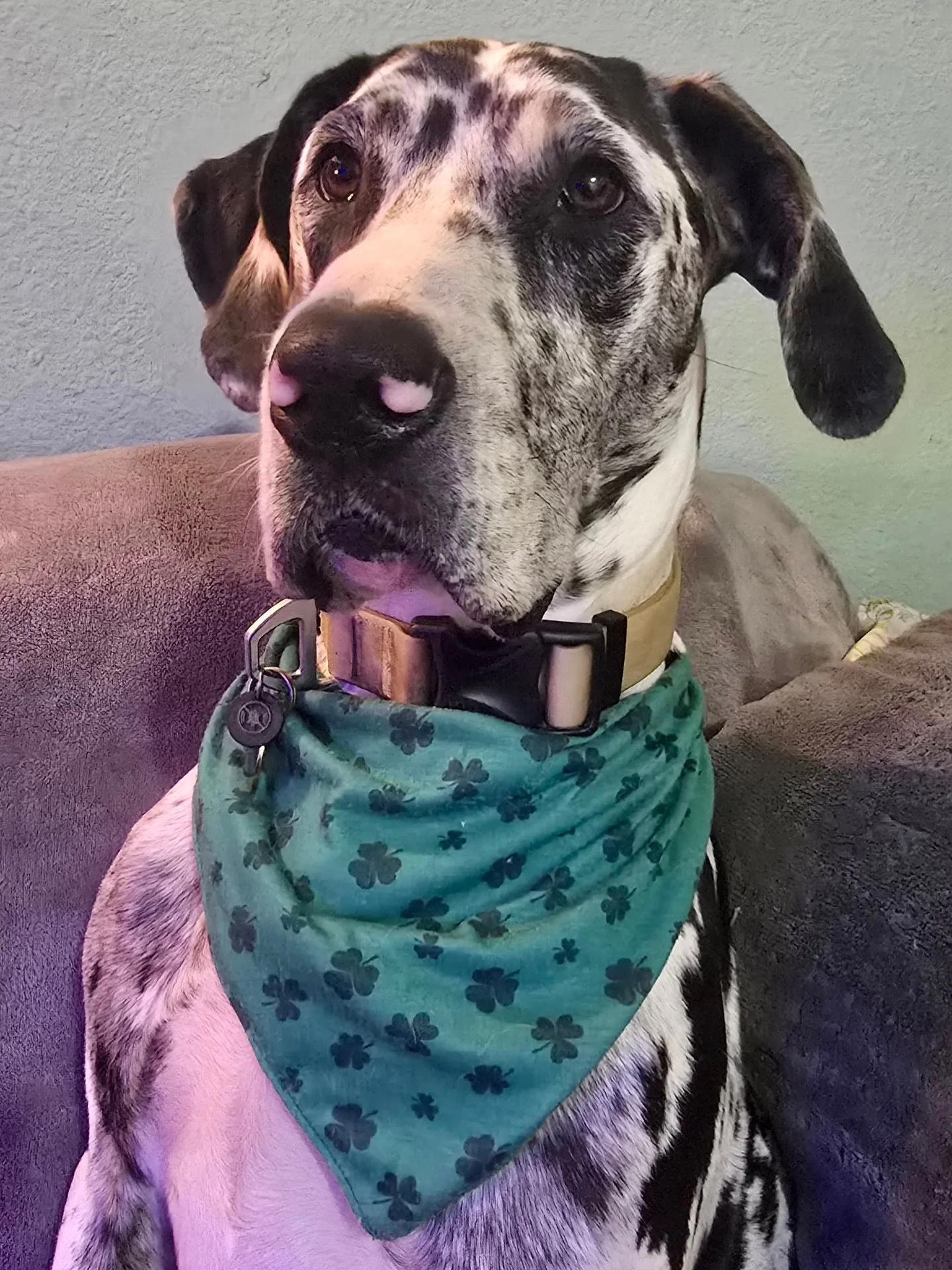 Beautiful Eleanor is showing off her St. Patrick&rsquo;s Day gear! ☘️❤️ #stpatricksday2026☘️🌈🎩 #stpatricksday☘️ #fernhillveterinarycare