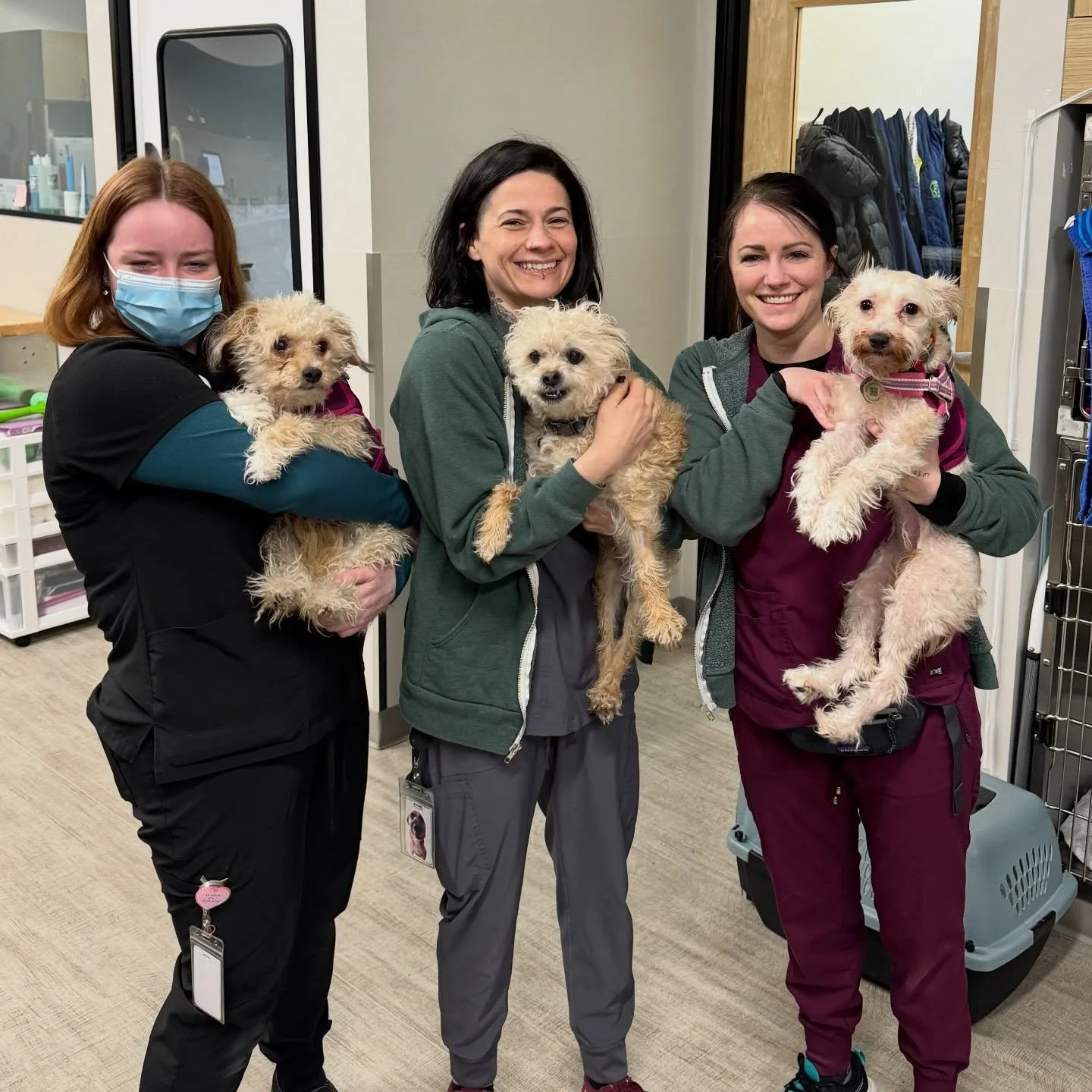 Daisy and Lily spent the day with us for dental procedures, and Pip Zambelli thought he found his long lost sisters! Can you tell who doesn&rsquo;t belong in this adorable family of pups? 😍❤️ #dogsofinstagram #fernhillveterinarycare