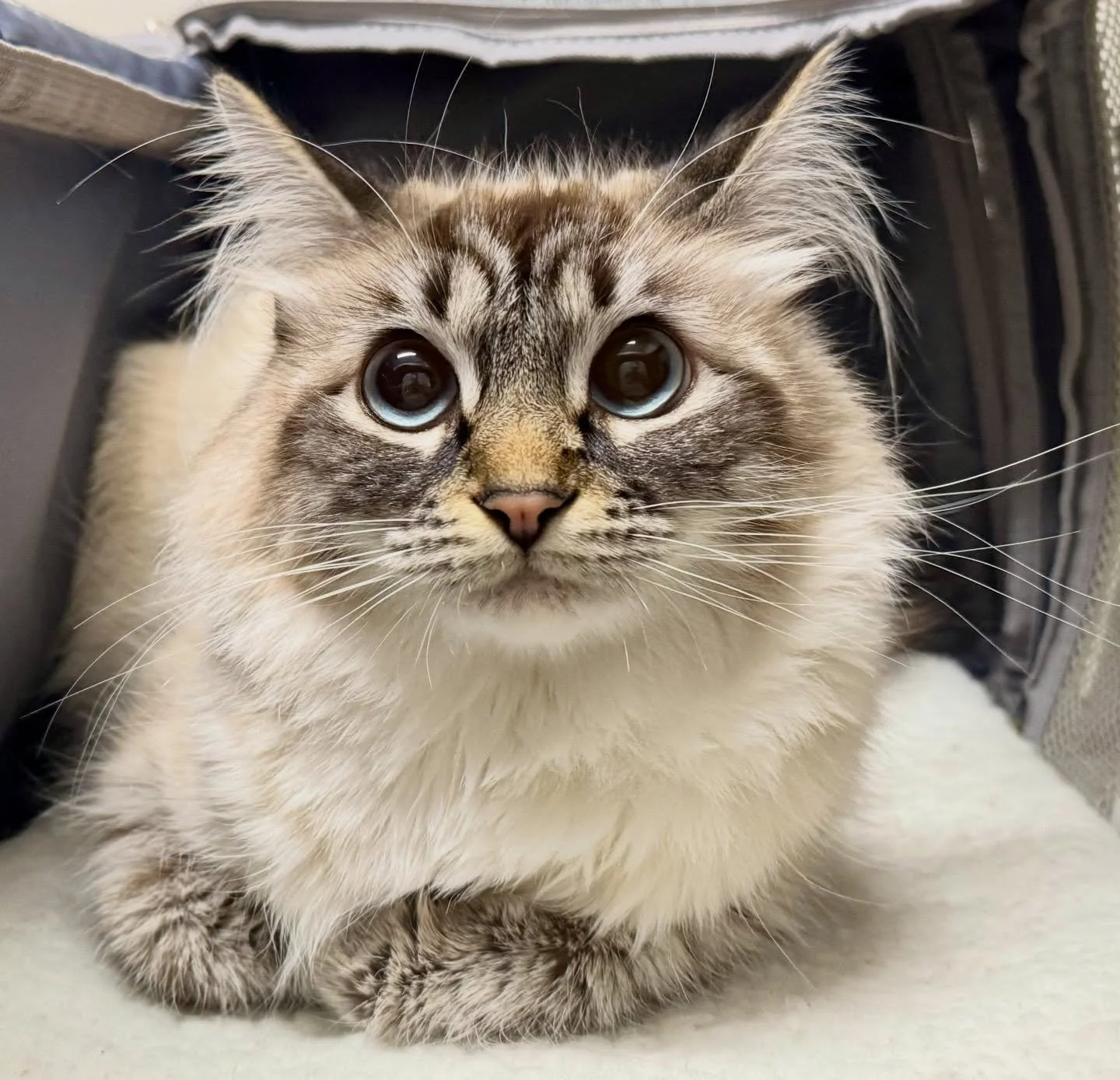 How pretty is miss Daisy? 😍❤️🐱 #catsofinstagram #kittensofinstagram #fernhillveterinarycare
