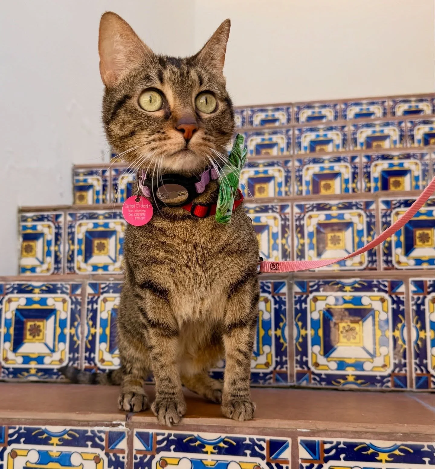 Cannoli was over the cold and rain, so she packed her bags and flew to Palm Springs ✈️🌴 Her and her mom Dr. Blanchard had so much fun traveling and soaking in the sun 💕 #travelingcat #palmsprings #fernhillveterinarycare