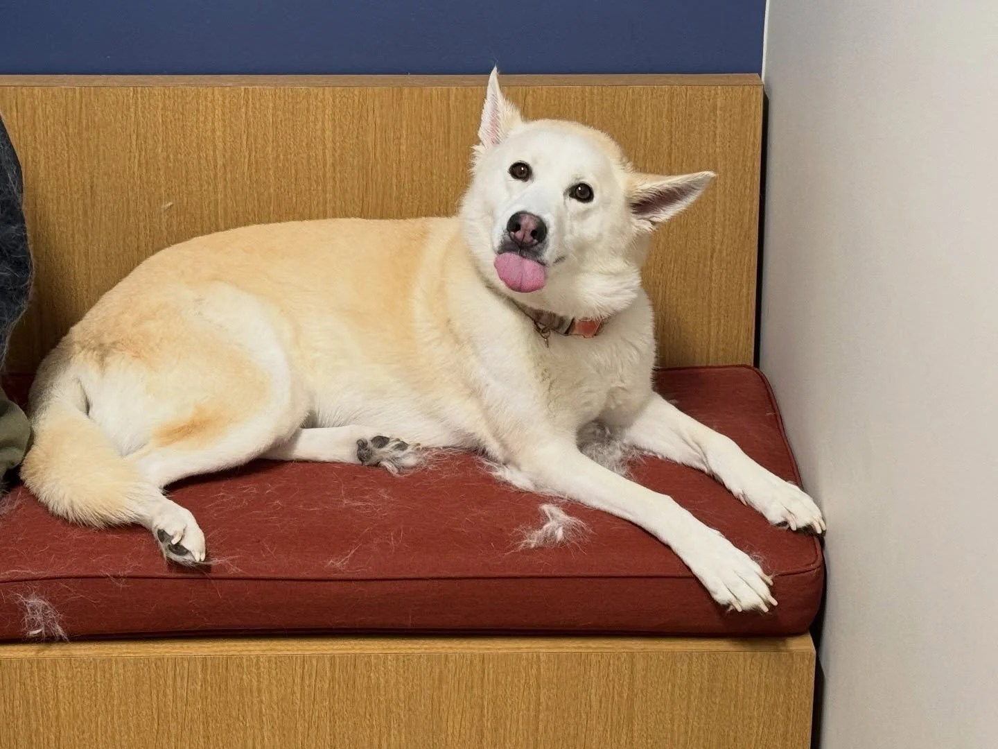 We got hit with Furricane Nala! ❤️ #huskiesofinstagram #dogsofinstagram #fernhillveterinarycare