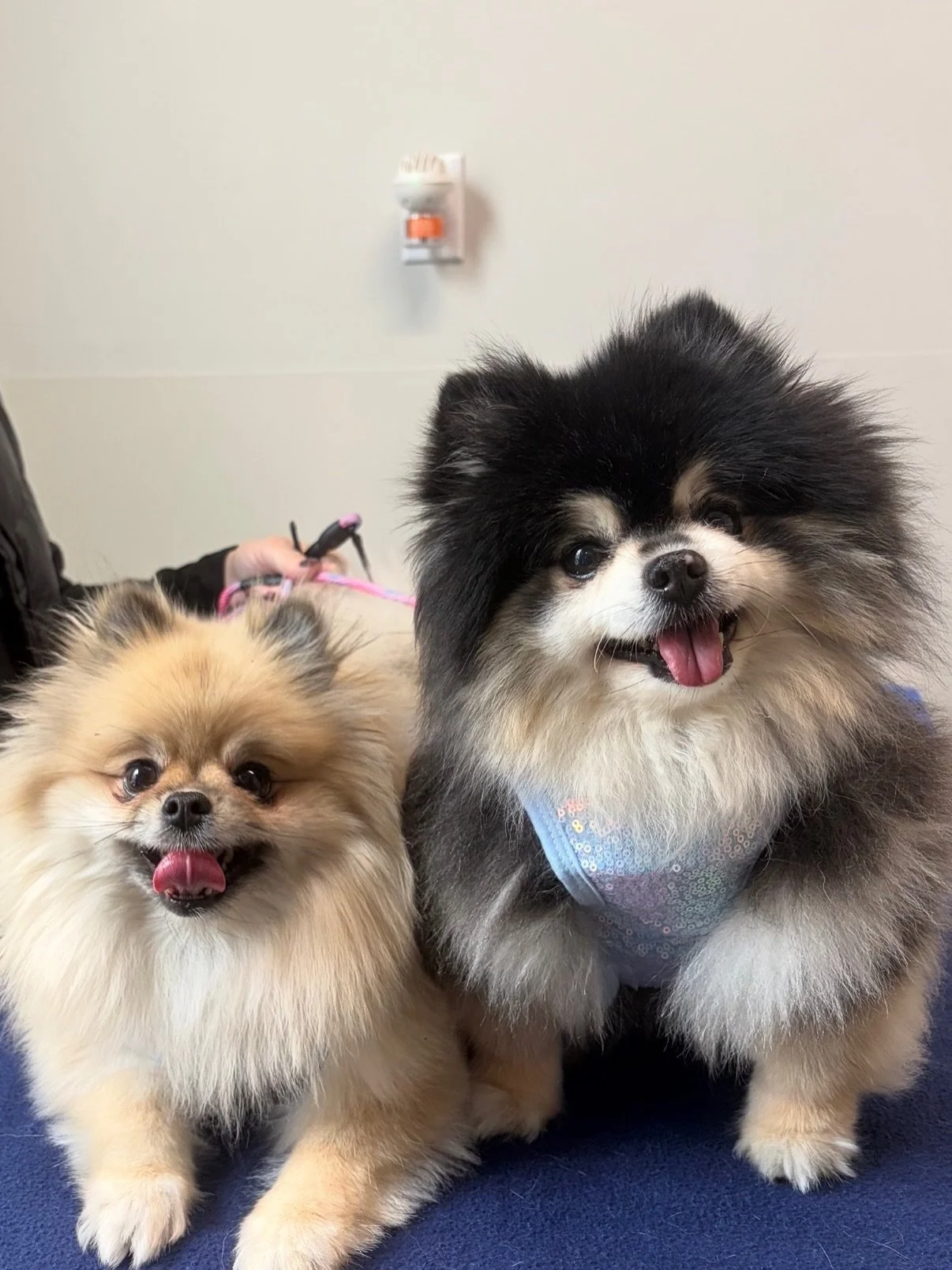 These two sisters always have the best outfits on! Stormie and Jazzmin are the cutest! 😍 #pomeraniansofinstagram #pomeranian #fernhillveterinarycare