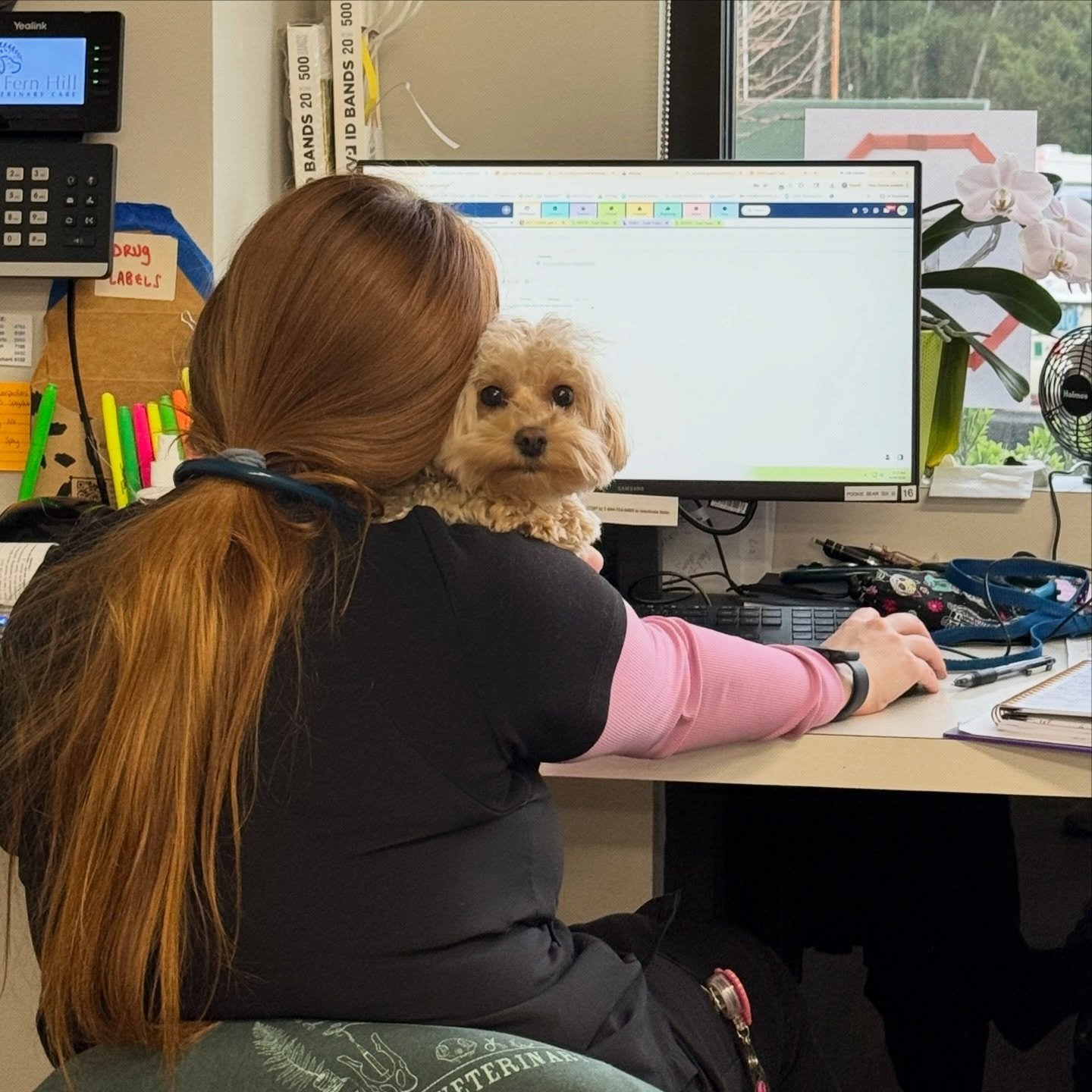 Peek-a-boo! ❤️ CVT Jaiden needed some assistance while completing her charting for the day (or she wanted to cuddle this cutie for a little longer before they went home 😉) #dogsofinstagram #puppiesofinstagram #fernhillveterinarycare