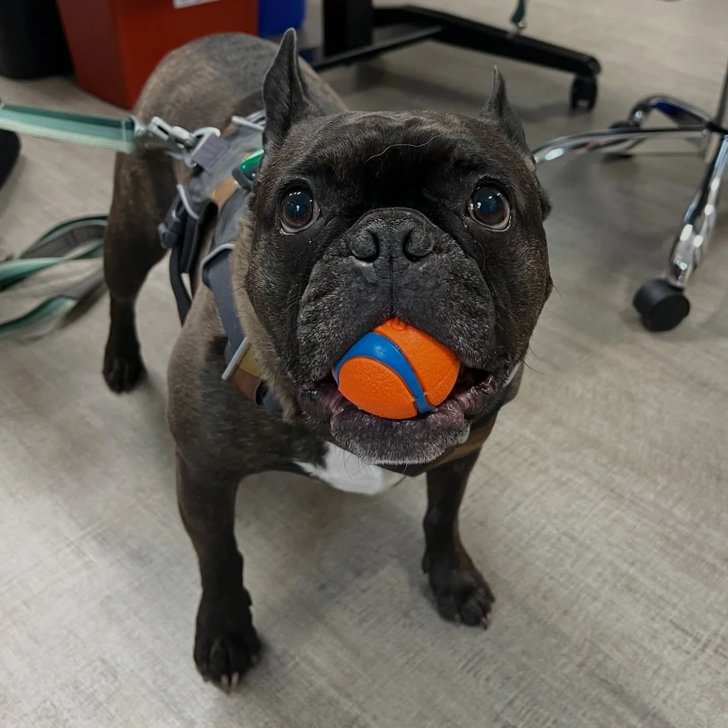 Jojo showing off his emotion support ball ⚽️ #frenchbulldog #dogsofinstagram #fernhillveterinarycare