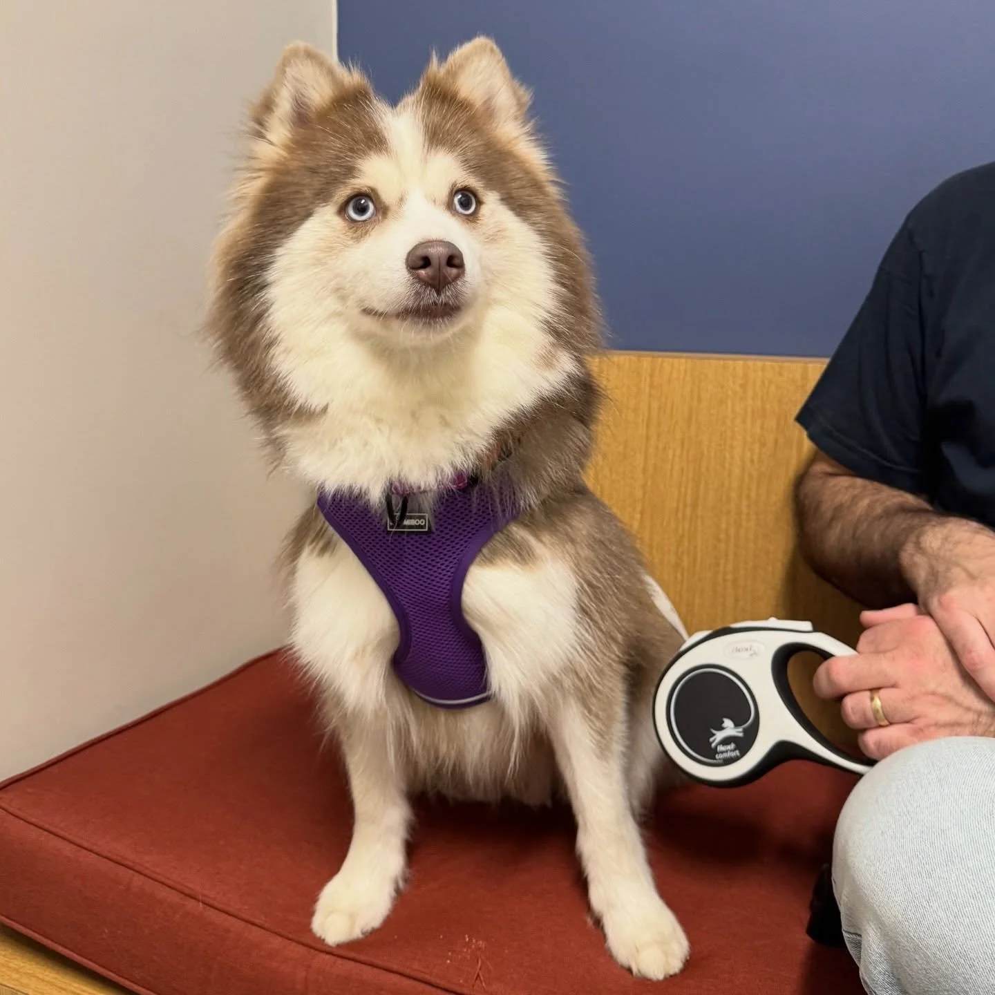 Mochee ❤️ #pomski #dogsofinstagram #fernhillveterinarycare