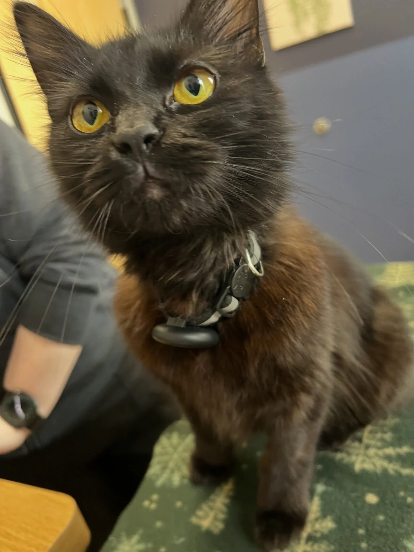 Everyone say hi to Tinsy! We met this sweet little girl a couple of months ago after her family noticed lower energy and activity at home. After radiographs were taken, she was diagnosed with a fractured sacrum. Being an indoor/outdoor cat, it is unk