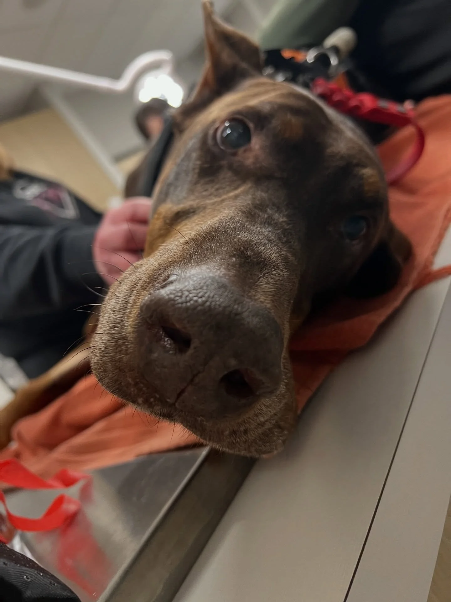 The best boy ever, Ruger, being perfect for his bandage change! On top of a knee and Achilles tendon injury, poor Ruger also had to have a toe amputated. Recovery required a bandage change every couple of days, which this big boy tolerated so well. G