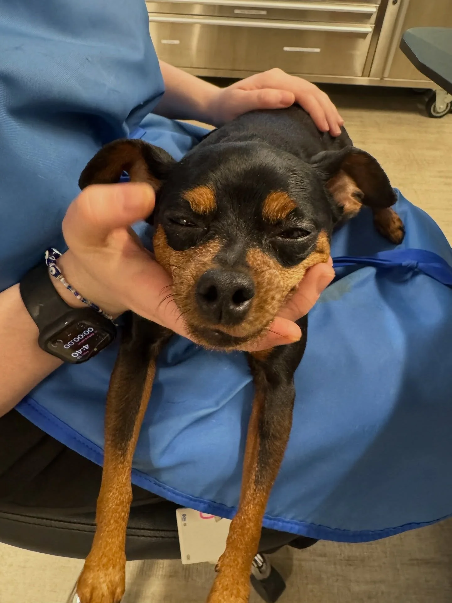 Mylo was feeling good after receiving some injectable sedative medications 😎 #injectablesedation #dogsofinstagram #fernhillveterinarycare