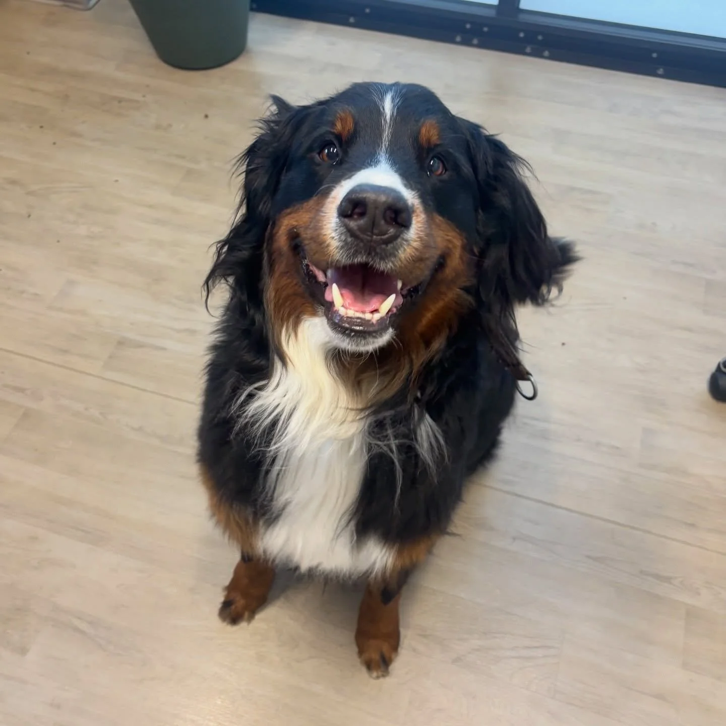 Happy boy Duke 😍 #bernesemountaindog #dogsofinstagram #fernhillveterinarycare