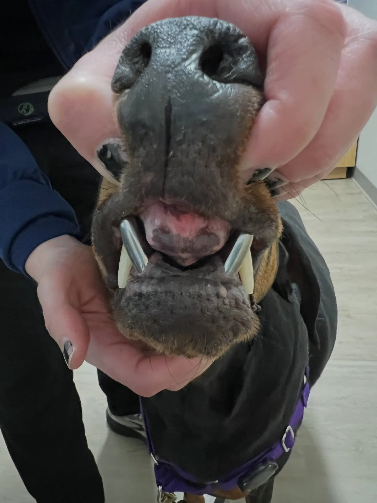 Cheese showing off her grill 😎😁 Due to severe wear on her lower canines, this sweet girl had metal prosthetic crowns placed. This helps protect the remaining crown of the tooth from fracturing, which was a higher risk from the wear. It also provide