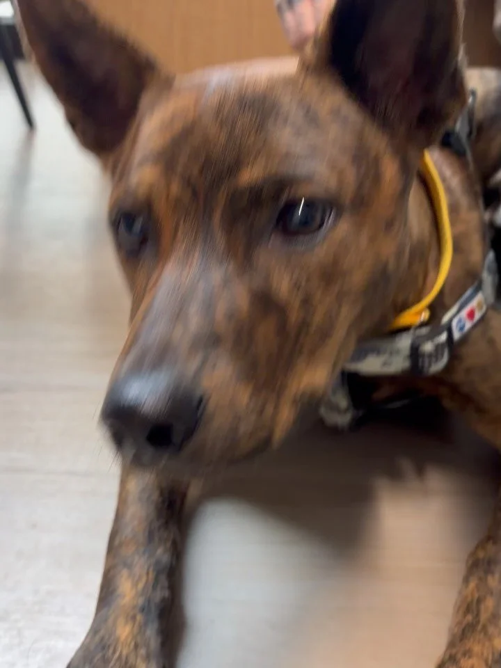 Bawan showing off his pearly white teeth while eating a treat 😁 This handsome boy was recently rescued from being a stray in Taiwan! #rescuedog #puppiesofinstagram #fernhillveterinarycare