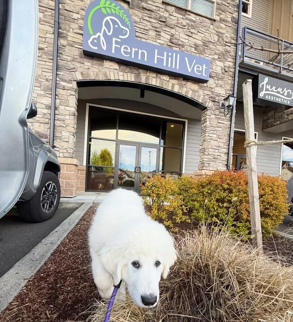 Bumble the Abominable Pyrenees! 😍 #greatpyrenees #pyrenees #fernhillveterinarycare
