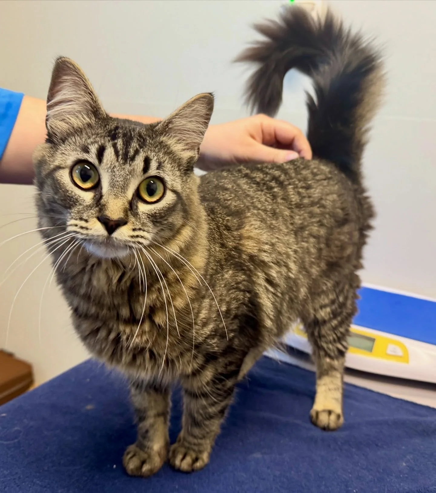 Pretty girl Lucille 💗 #catsofinstagram #kittensofinstagram #fernhillveterinarycare