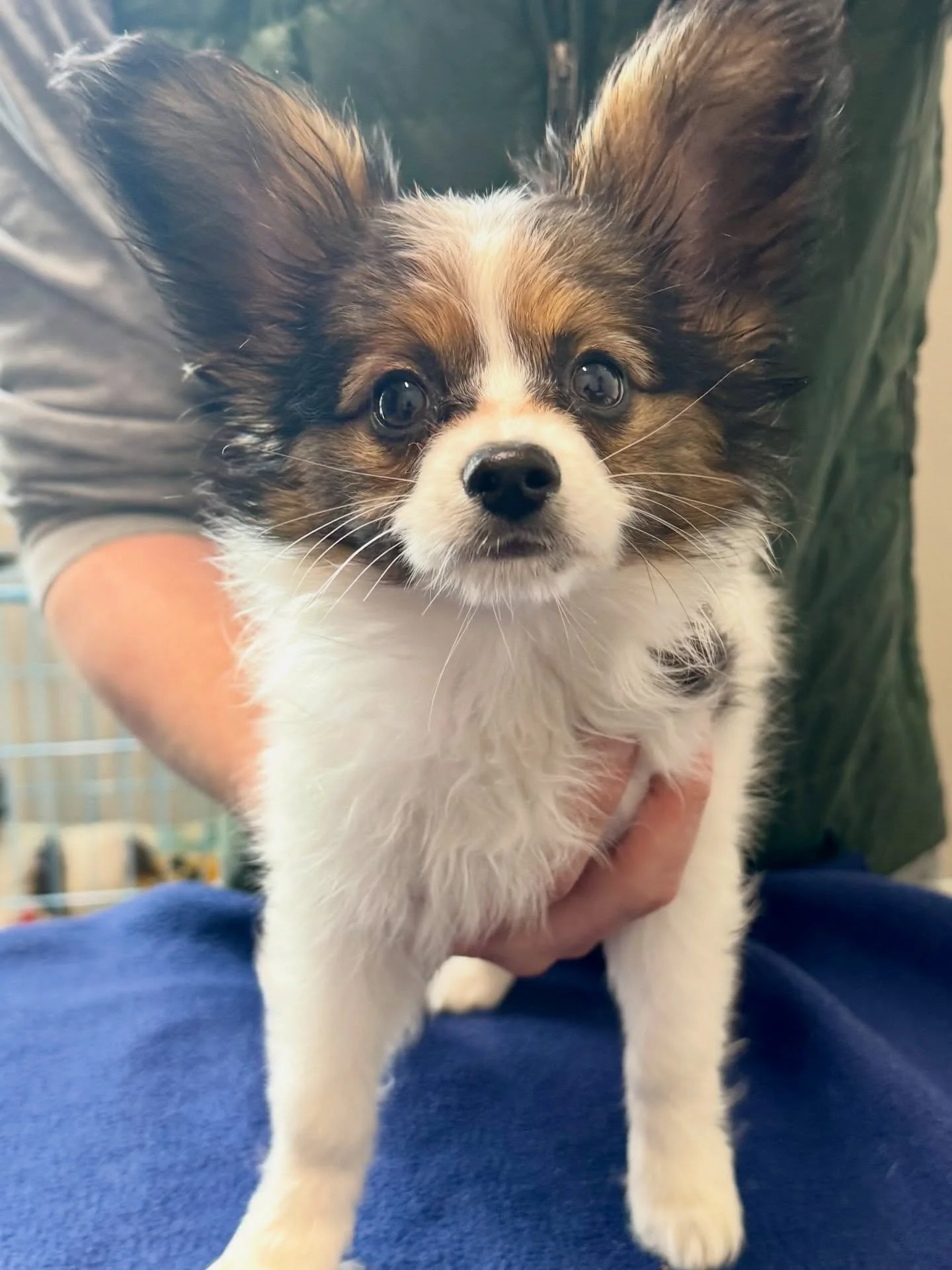 Batman Jack and Beetle Bailey, the cutest little Papillon puppies ❤️💙 #papillon #papillonpuppy #fernhillveterinarycare